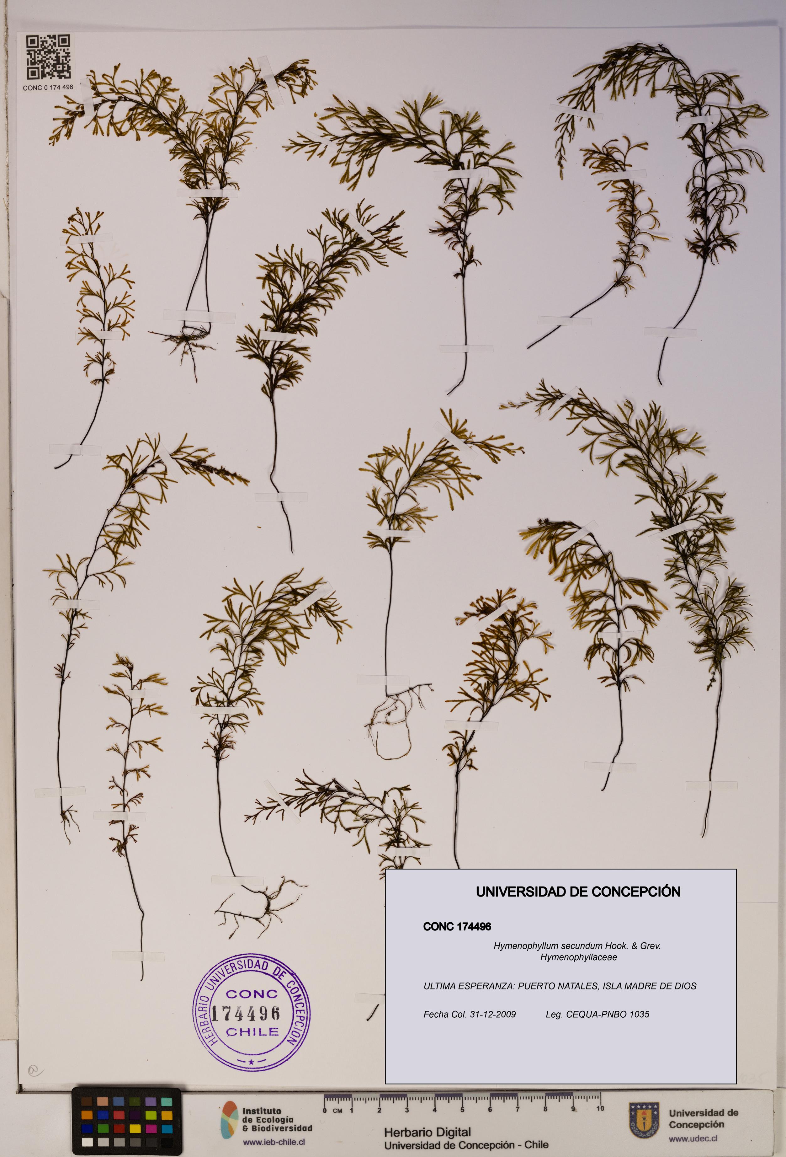 Hymenophyllum secundum [Espécimen: ]