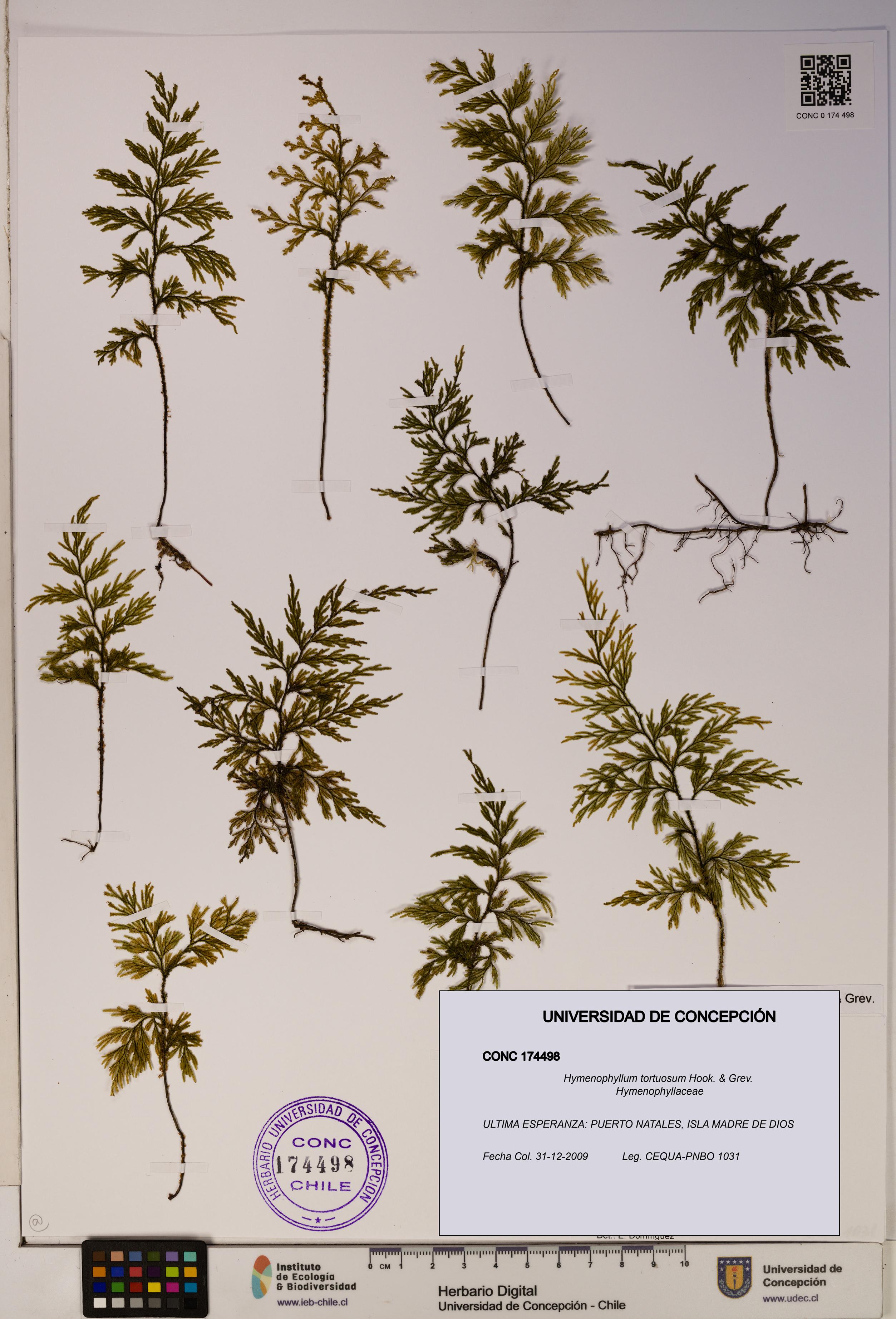 Hymenophyllum tortuosum [Espécimen: ]