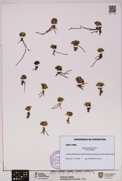 Caltha dioneifolia [Espécimen: UDEC:CONC:0174505]