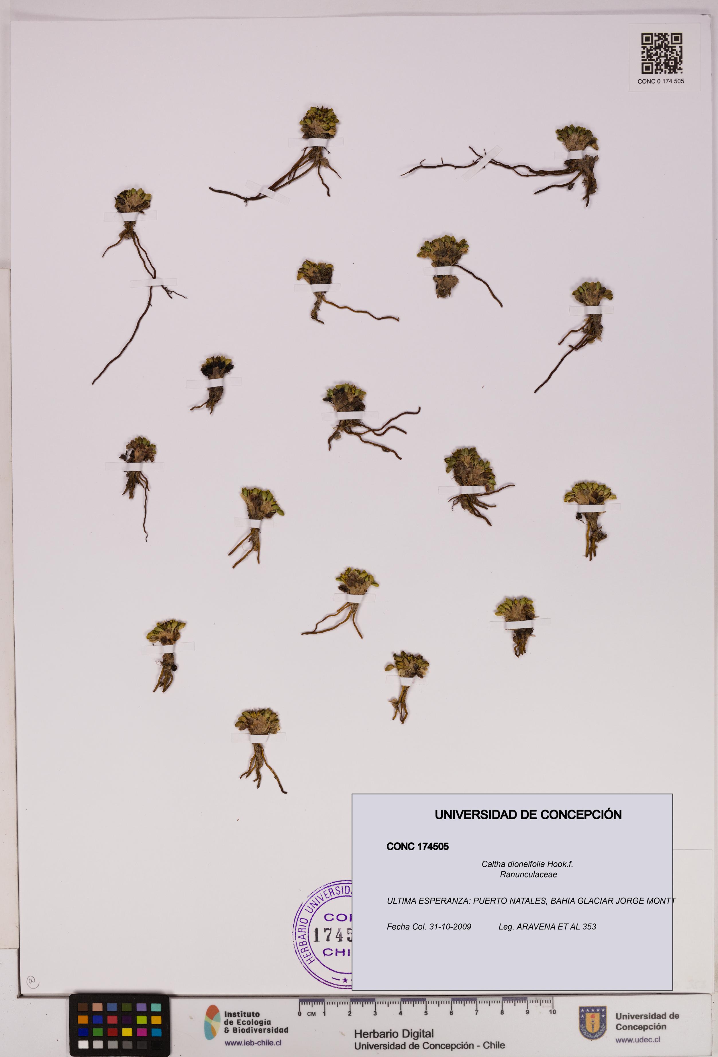 Caltha dioneifolia [Espécimen: UDEC:CONC:0174505]