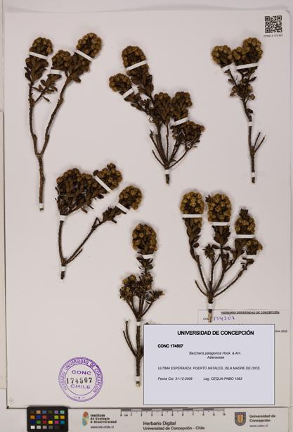 Baccharis patagonica [Espécimen: UDEC:CONC:0174507]