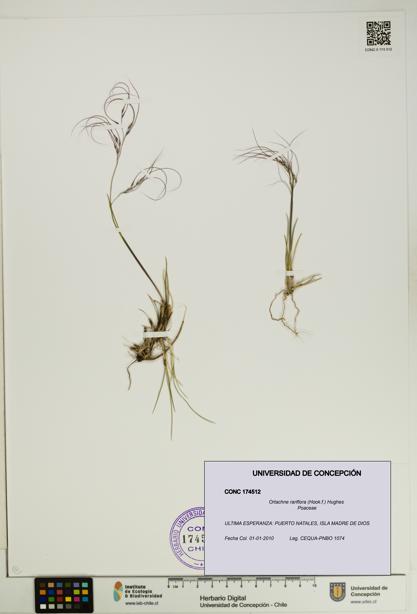 Ortachne rariflora [Espécimen: UDEC:CONC:0174512]