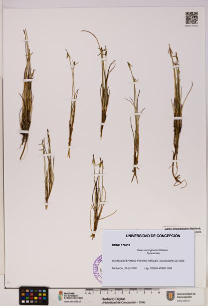 Carex microglochin [Espécimen: UDEC:CONC:0174513]