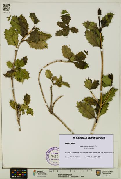 Desfontainia fulgens [Espécimen: UDEC:CONC:0174521]