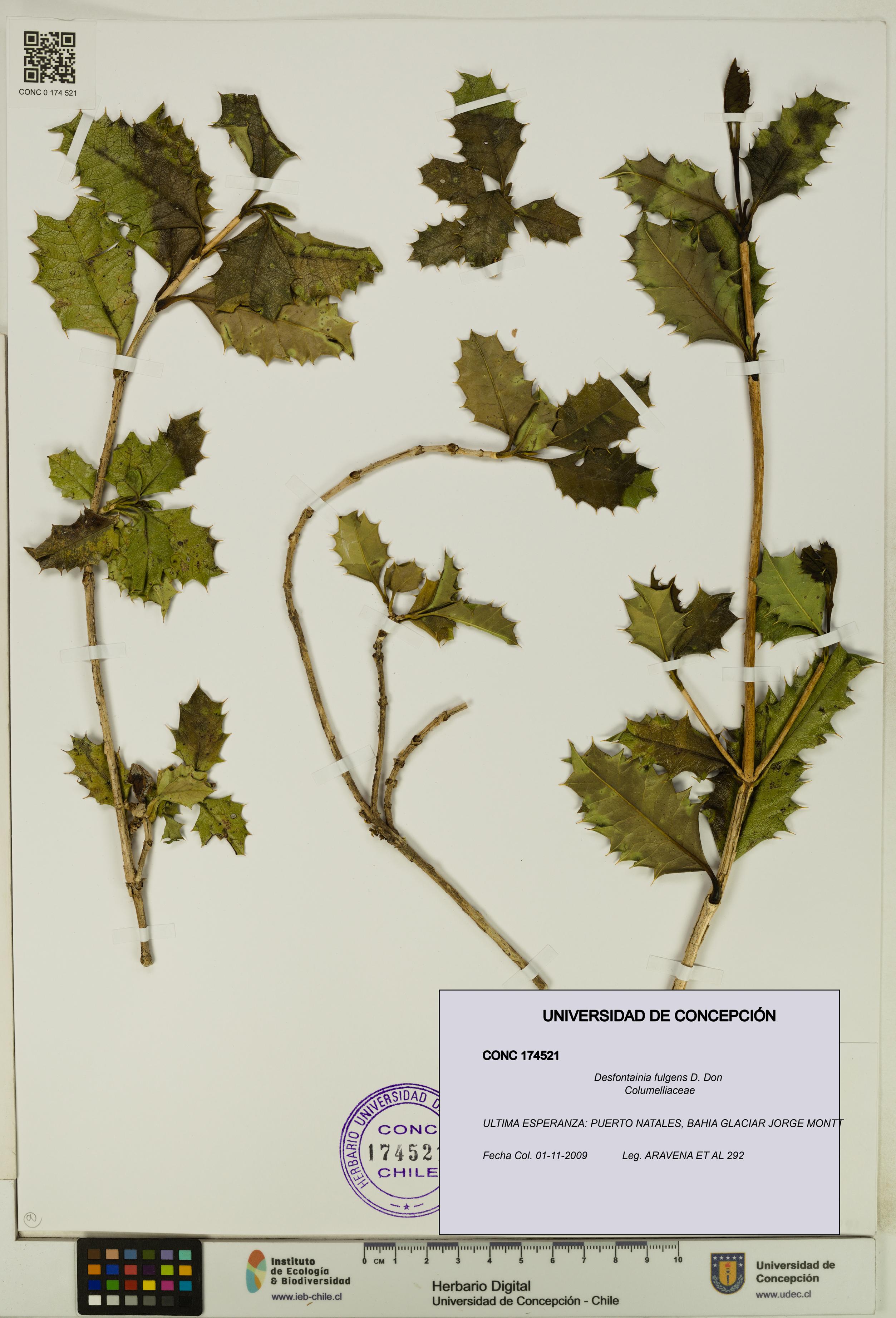 Desfontainia fulgens [Espécimen: UDEC:CONC:0174521]