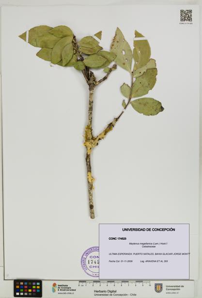 Maytenus magellanica [Espécimen: UDEC:CONC:0174523]