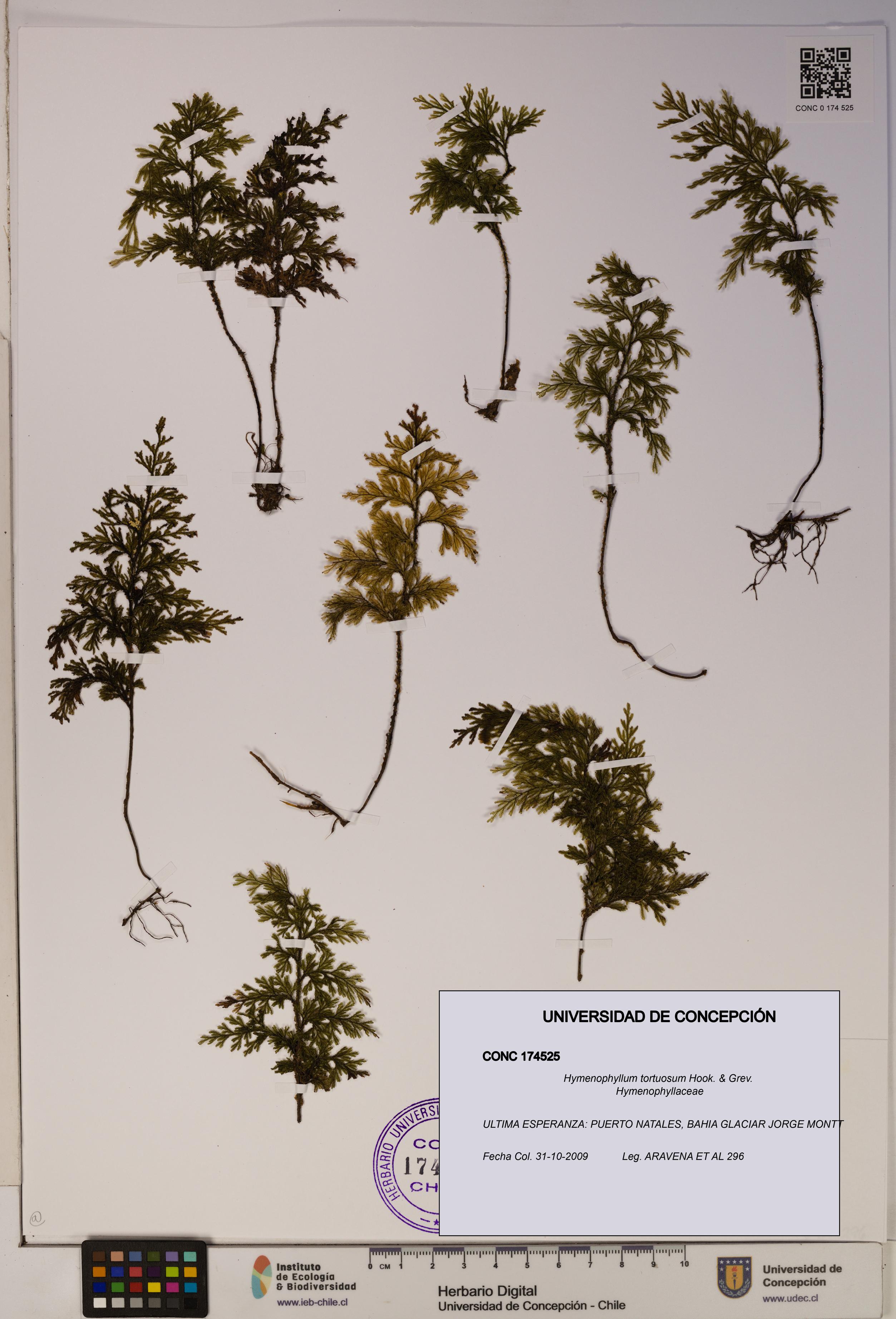 Hymenophyllum tortuosum [Espécimen: ]