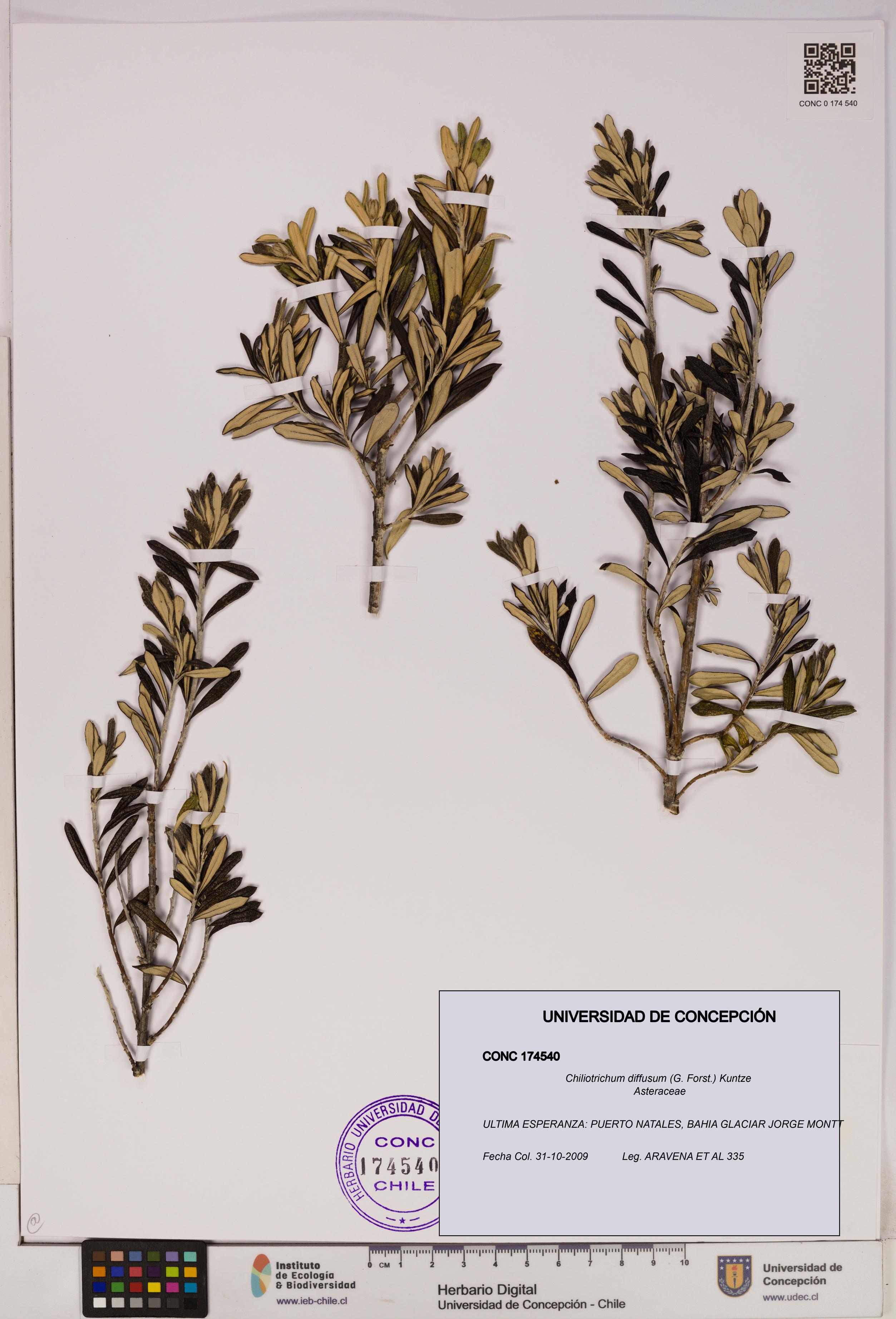 Chiliotrichum diffusum [Espécimen: UDEC:CONC:0174540]