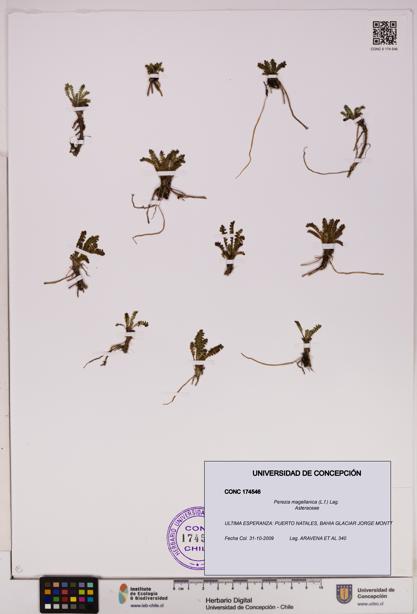 Perezia magellanica [Espécimen: UDEC:CONC:0174546]