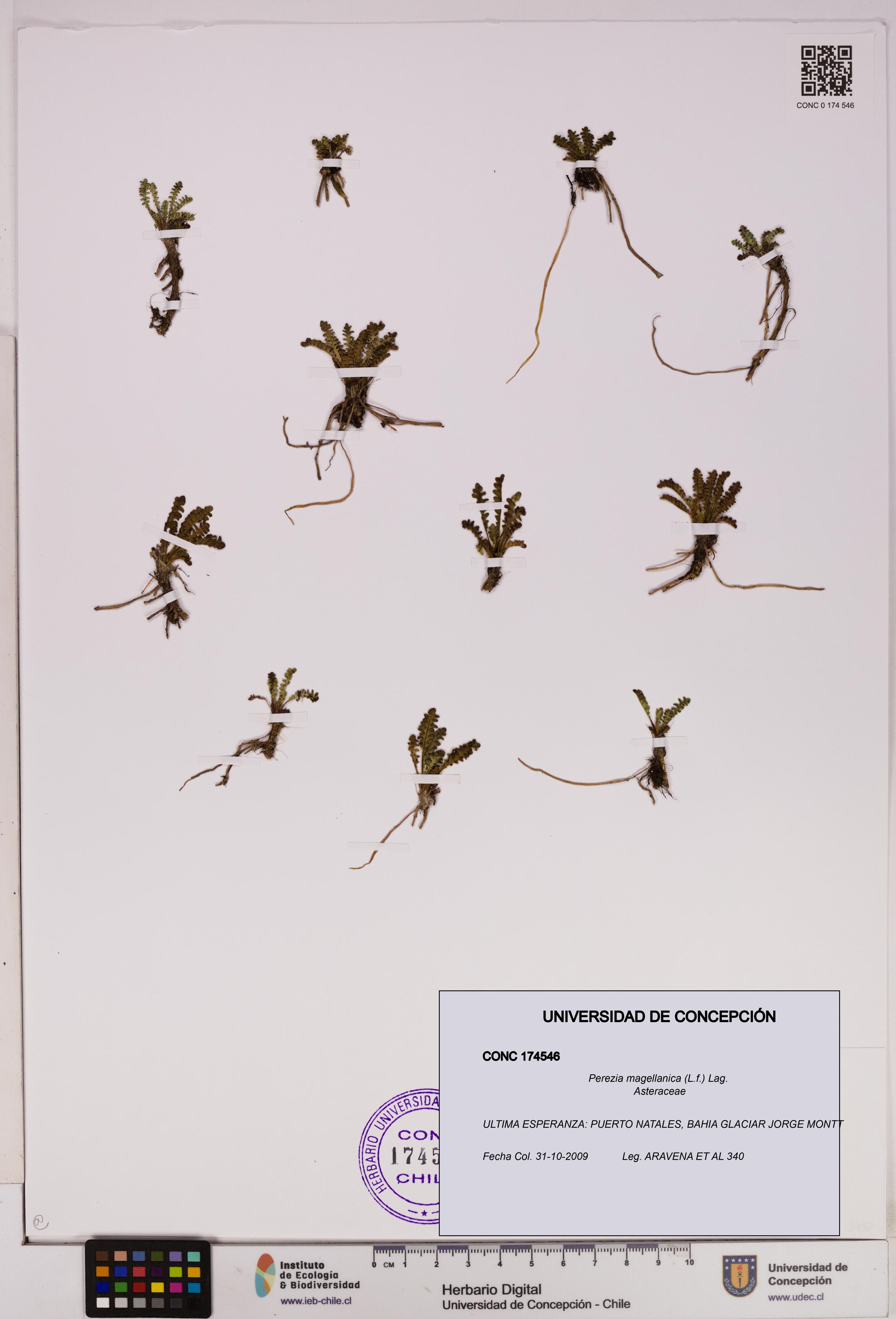 Perezia magellanica [Espécimen: UDEC:CONC:0174546]