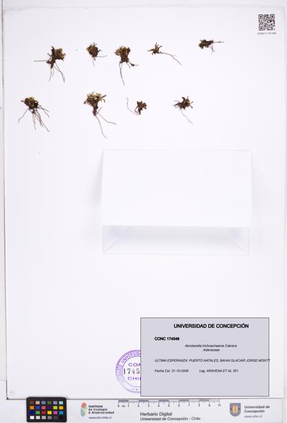 Abrotanella trichoachaenia [Espécimen: ]