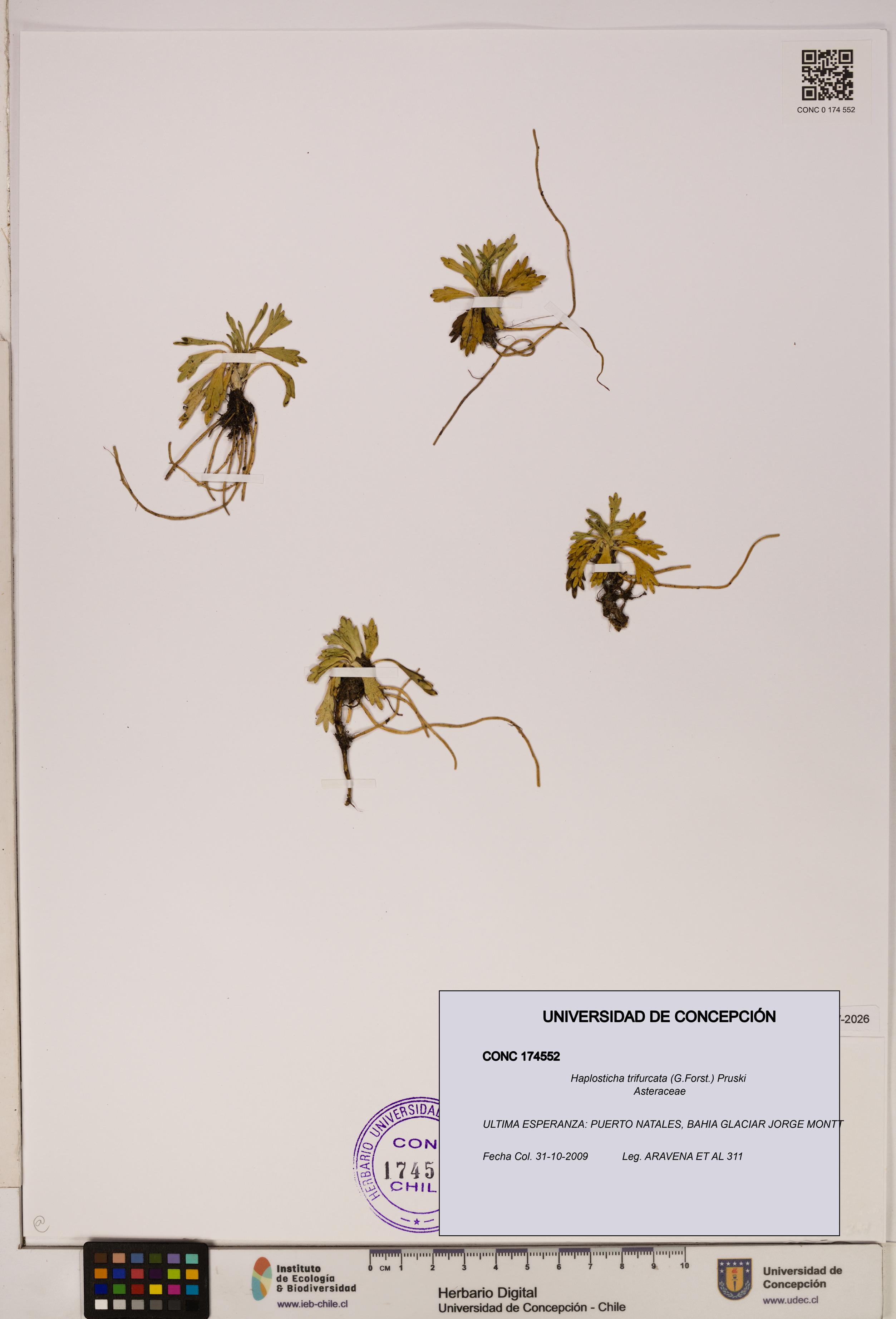 Haplosticha trifurcata [Espécimen: UDEC:CONC:0174552]