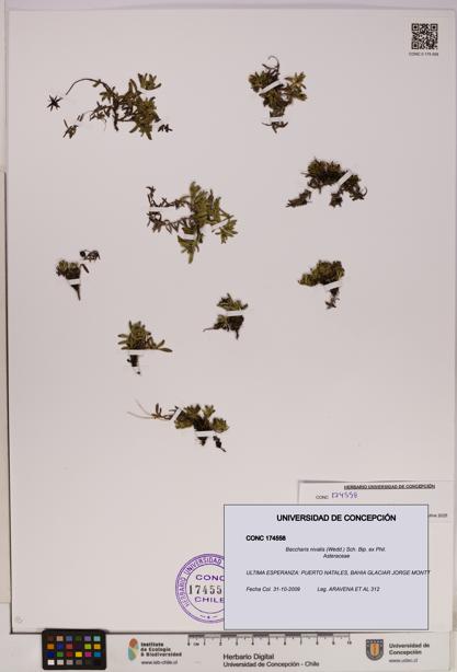 Baccharis nivalis [Espécimen: UDEC:CONC:0174558]