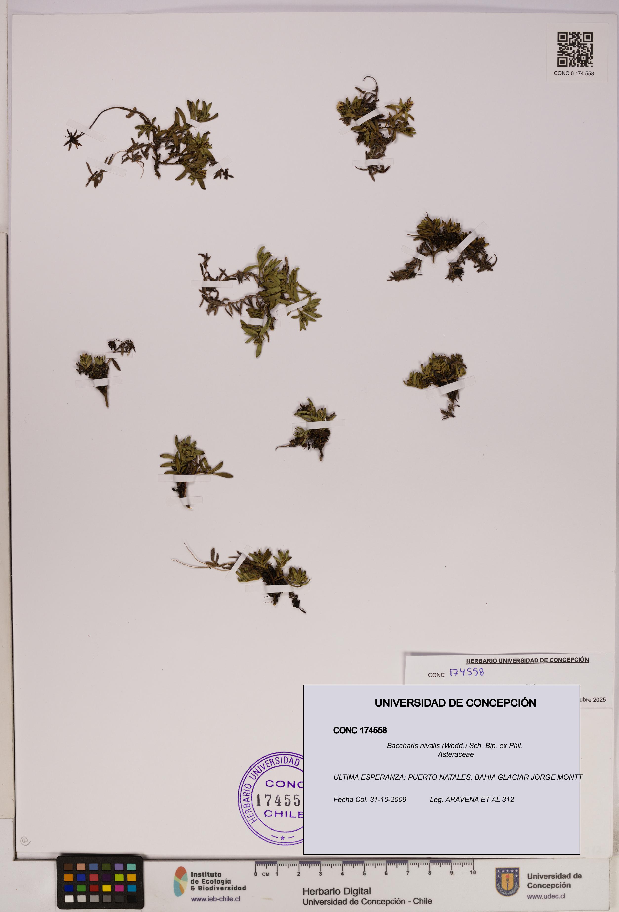 Baccharis nivalis [Espécimen: UDEC:CONC:0174558]