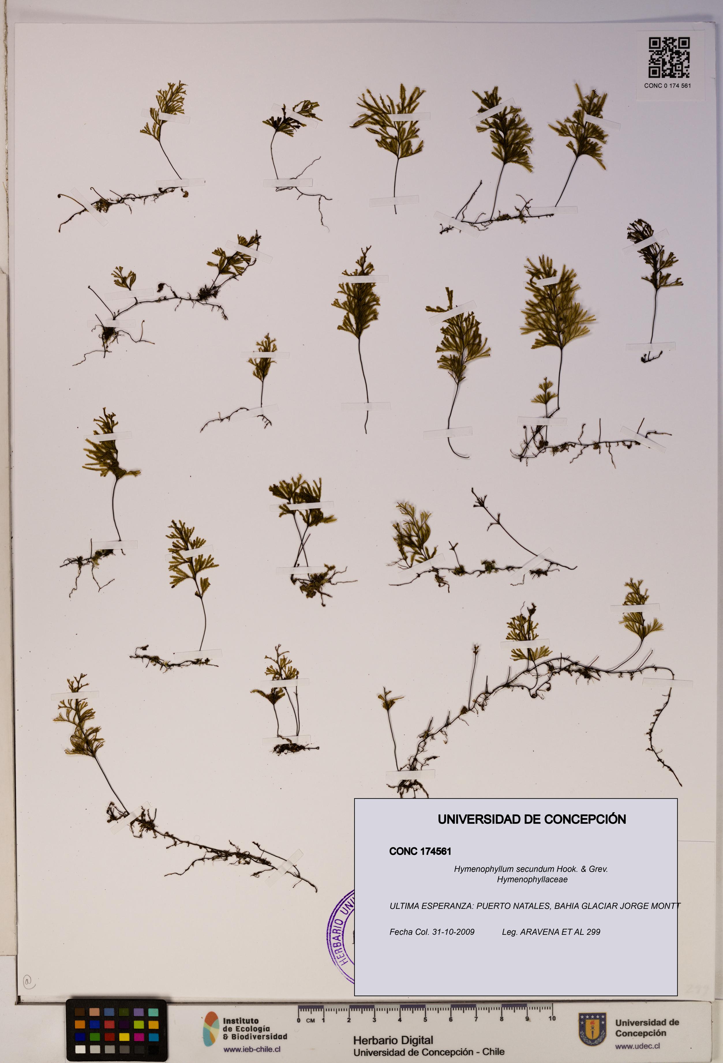 Hymenophyllum secundum [Espécimen: ]