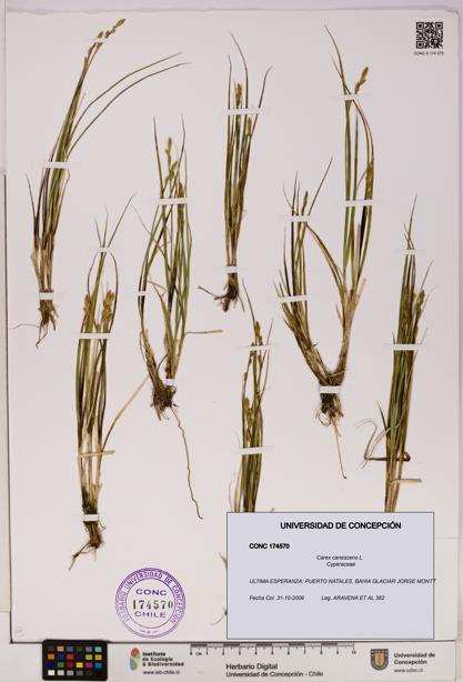 Carex canescens [Espécimen: UDEC:CONC:0174570]