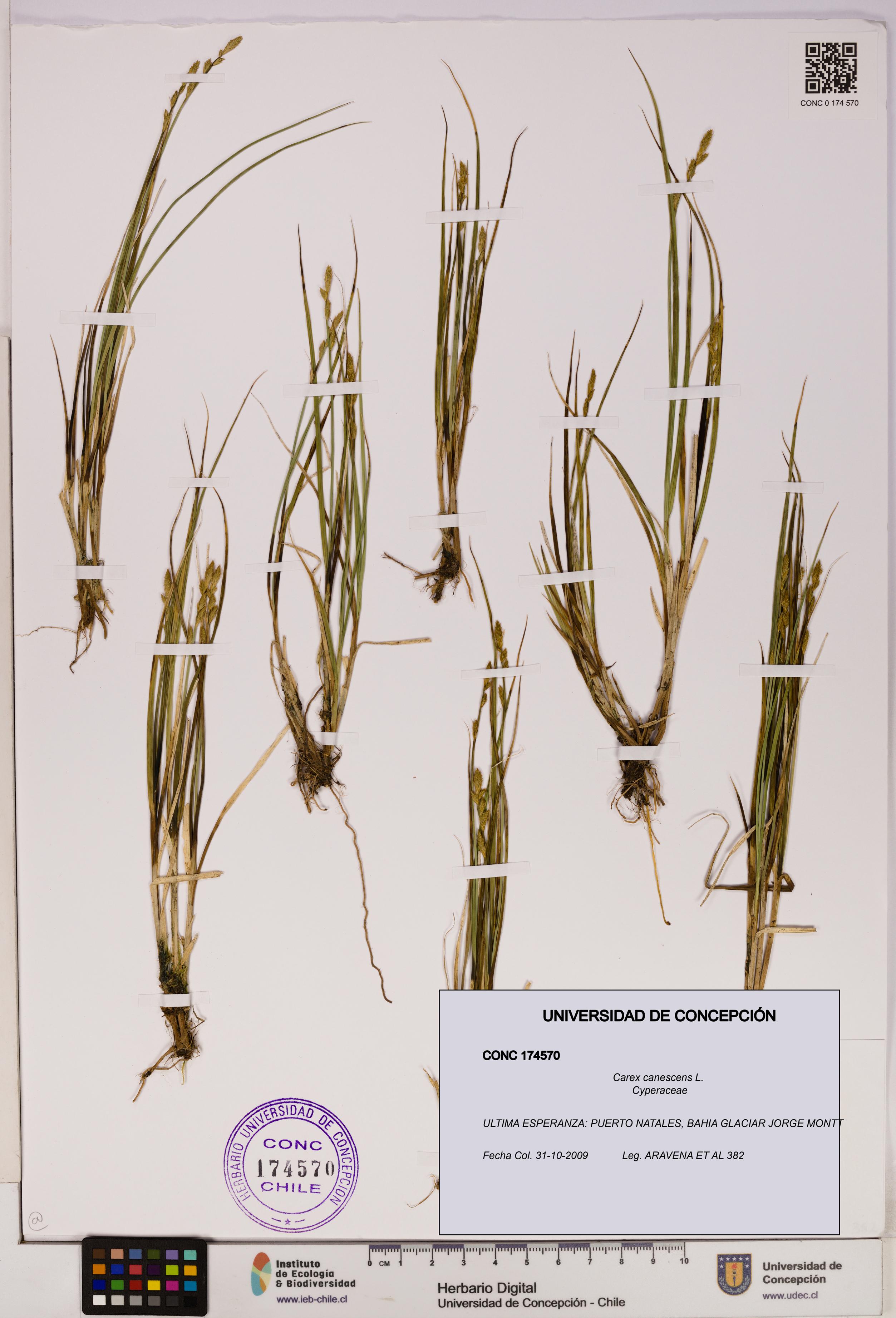 Carex canescens [Espécimen: UDEC:CONC:0174570]