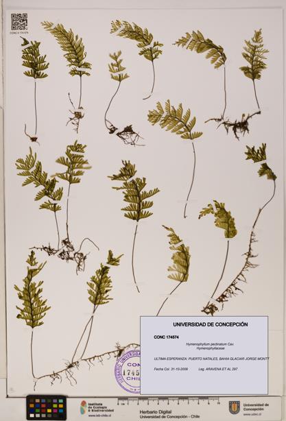 Hymenophyllum pectinatum [Espécimen: ]
