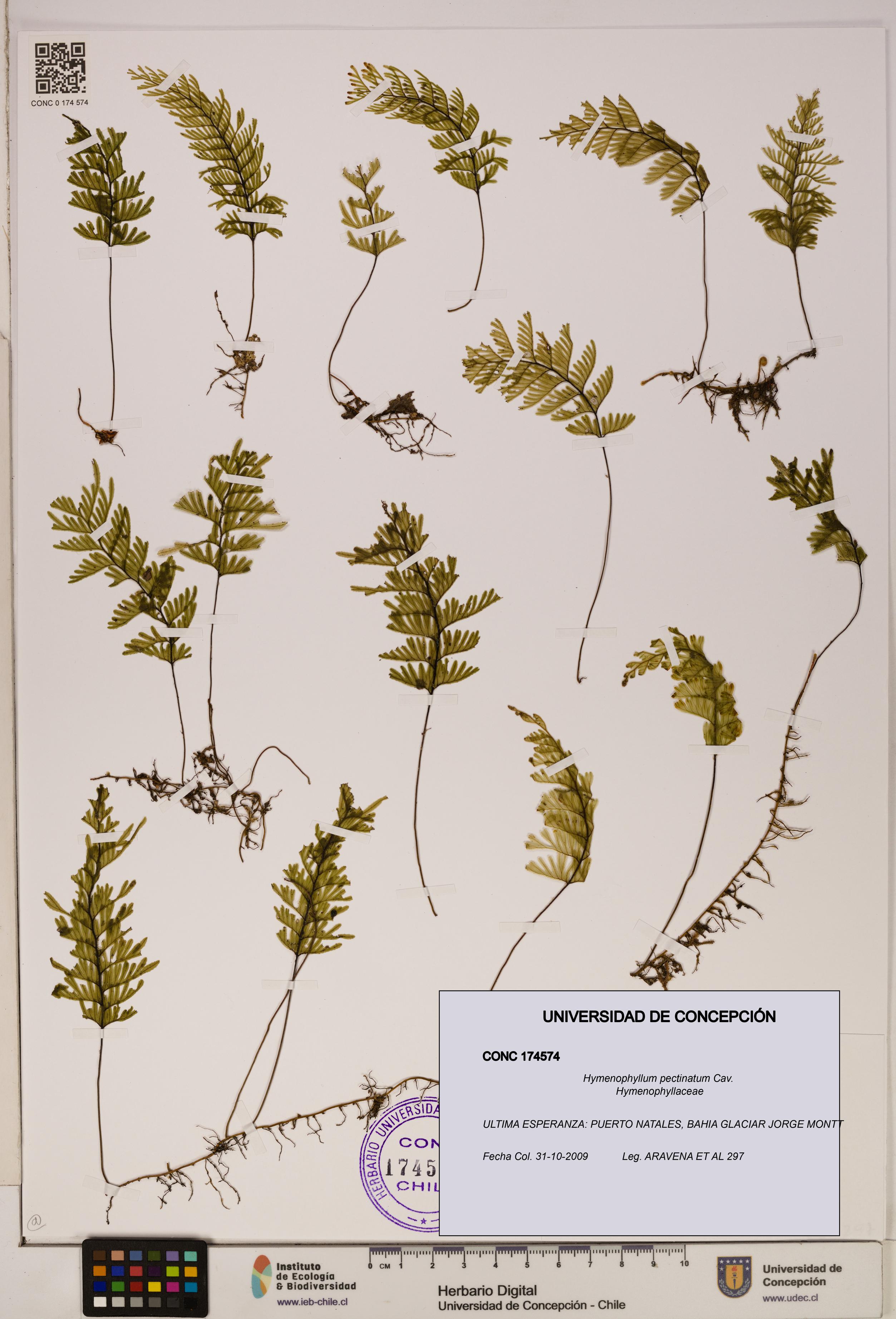 Hymenophyllum pectinatum [Espécimen: ]