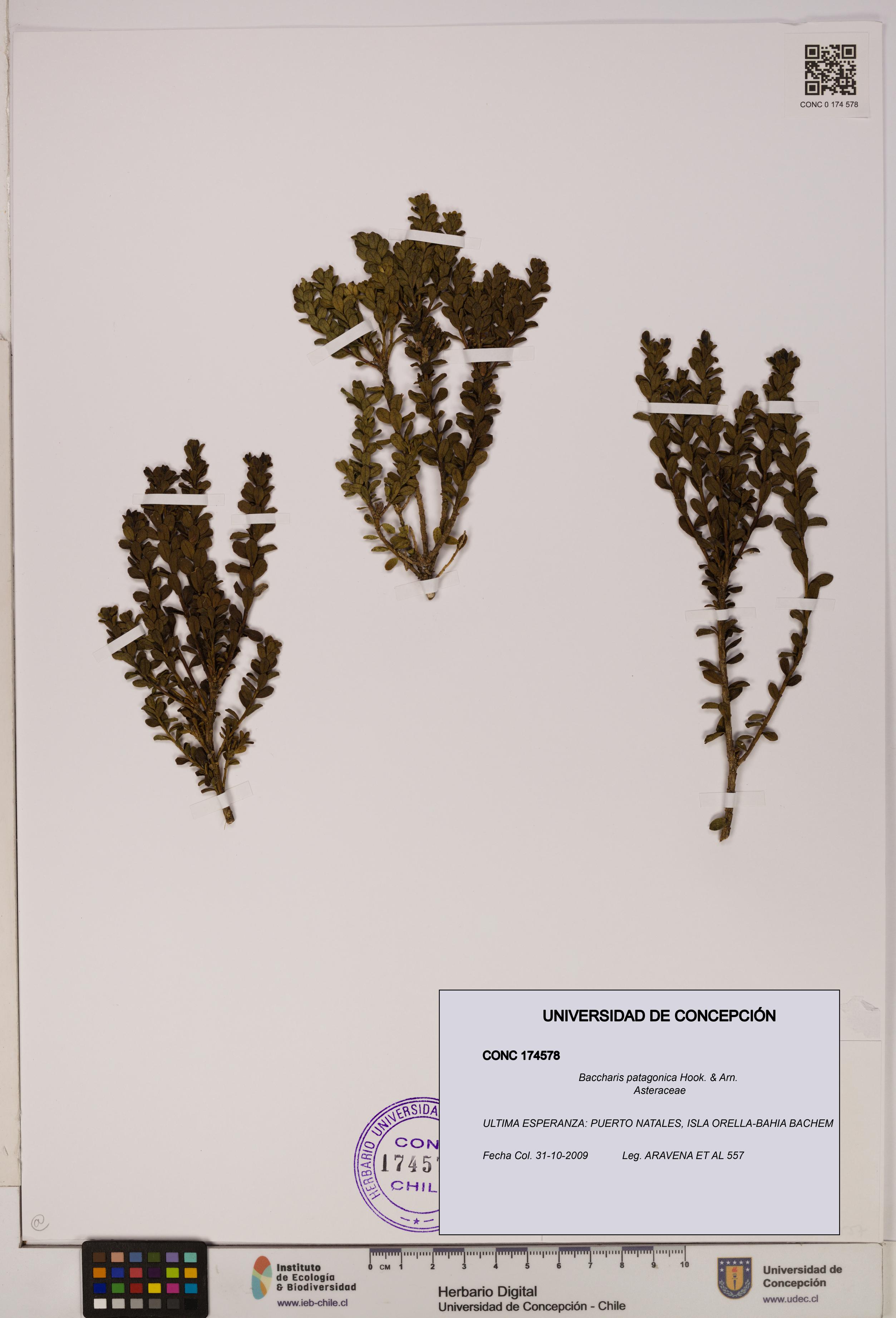 Baccharis patagonica [Espécimen: UDEC:CONC:0174578]