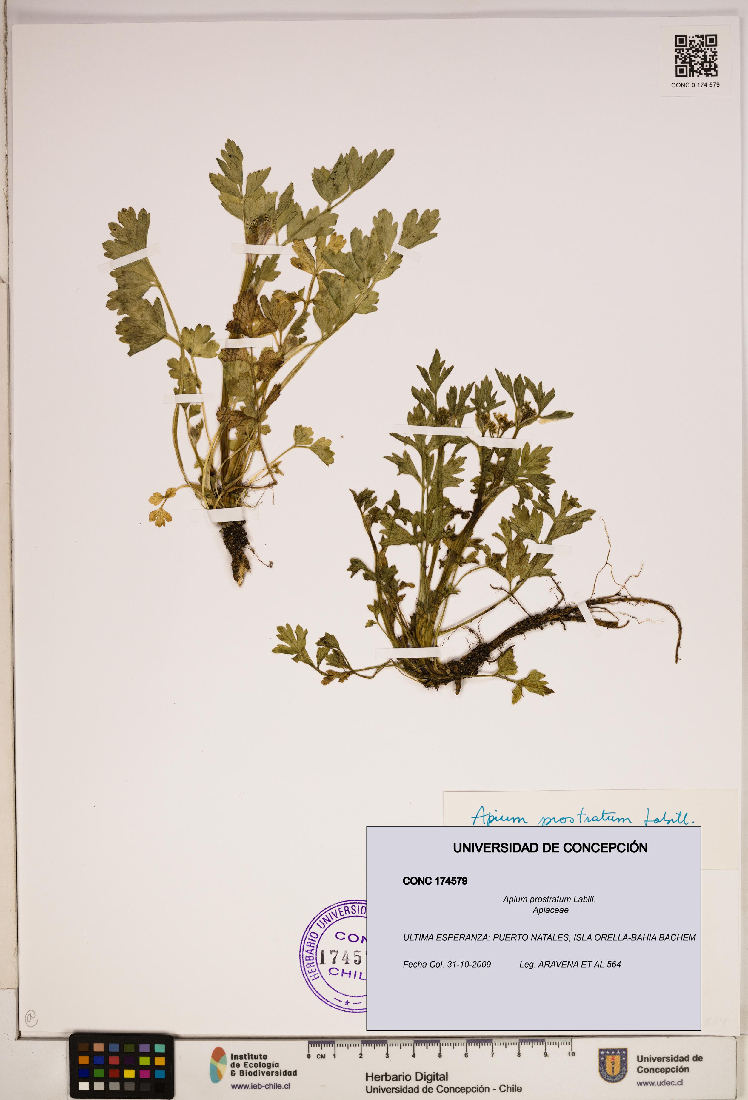 Apium prostratum [Espécimen: ]