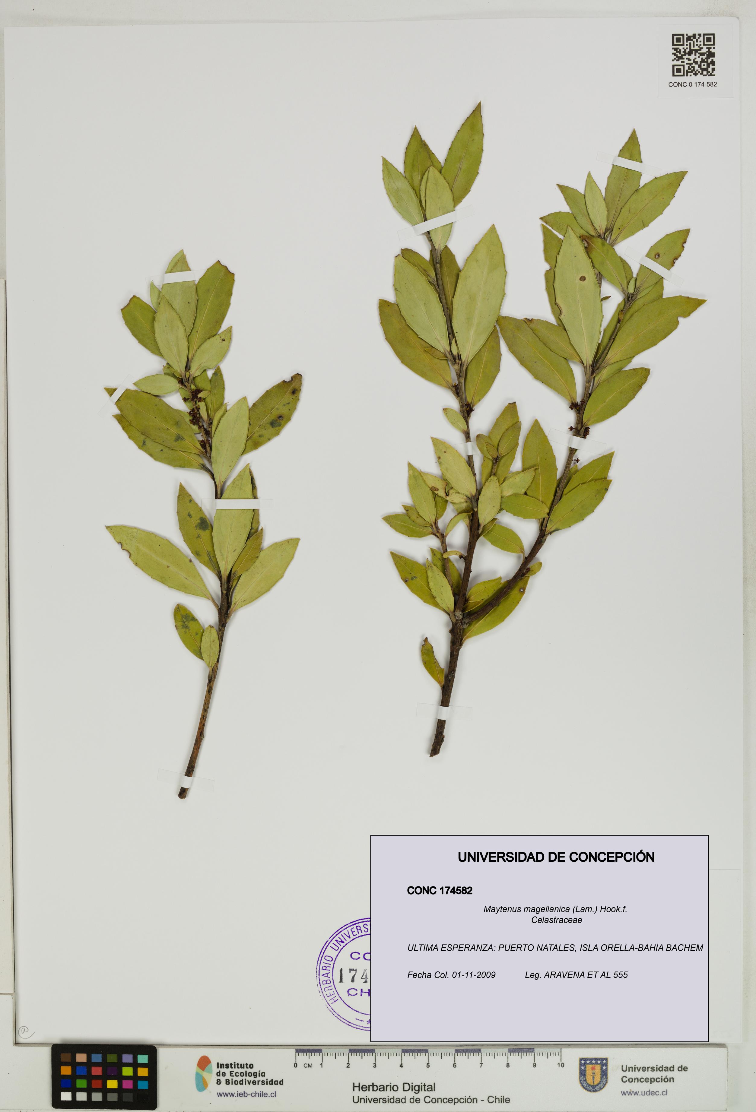Maytenus magellanica [Espécimen: UDEC:CONC:0174582]