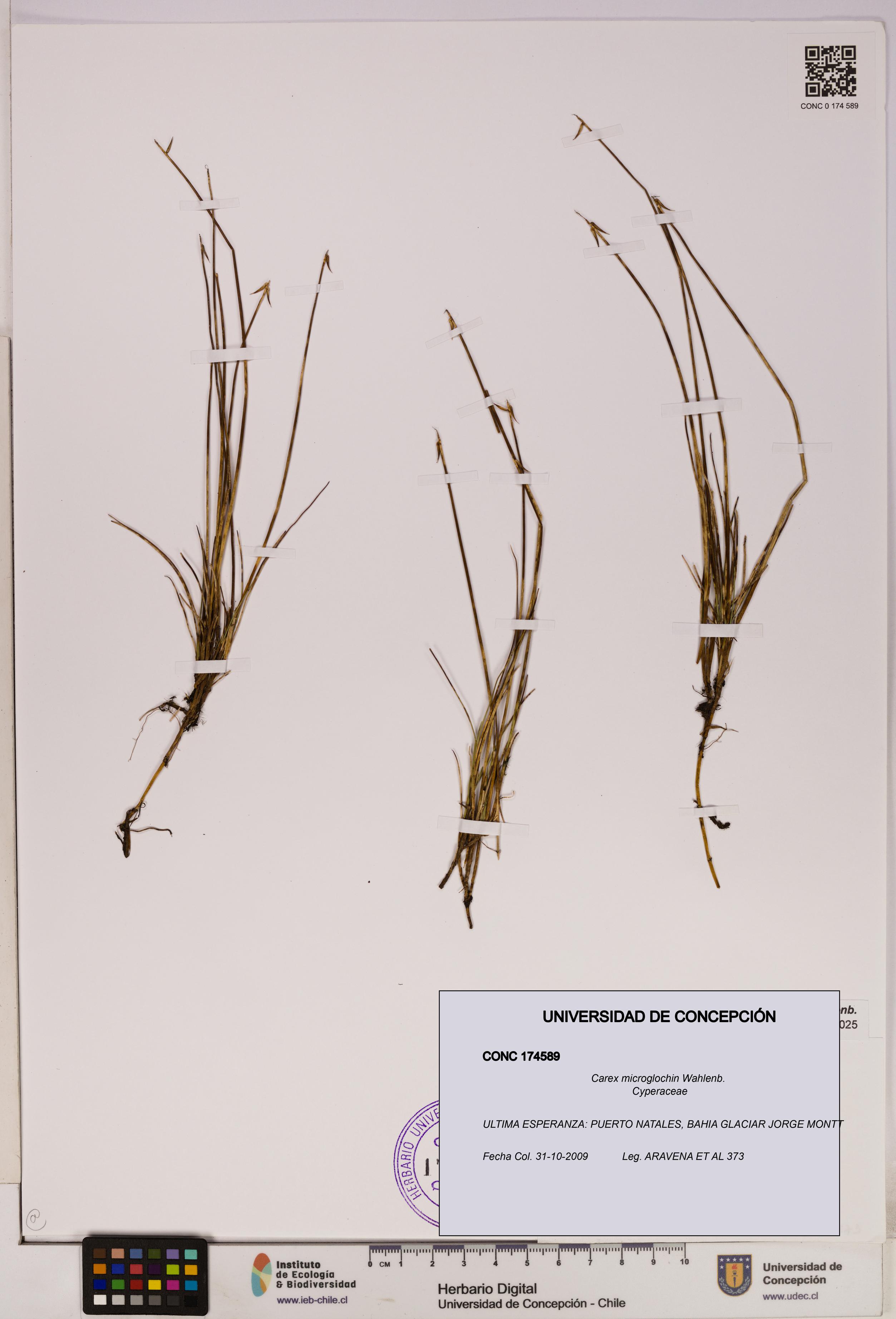 Carex microglochin [Espécimen: UDEC:CONC:0174589]