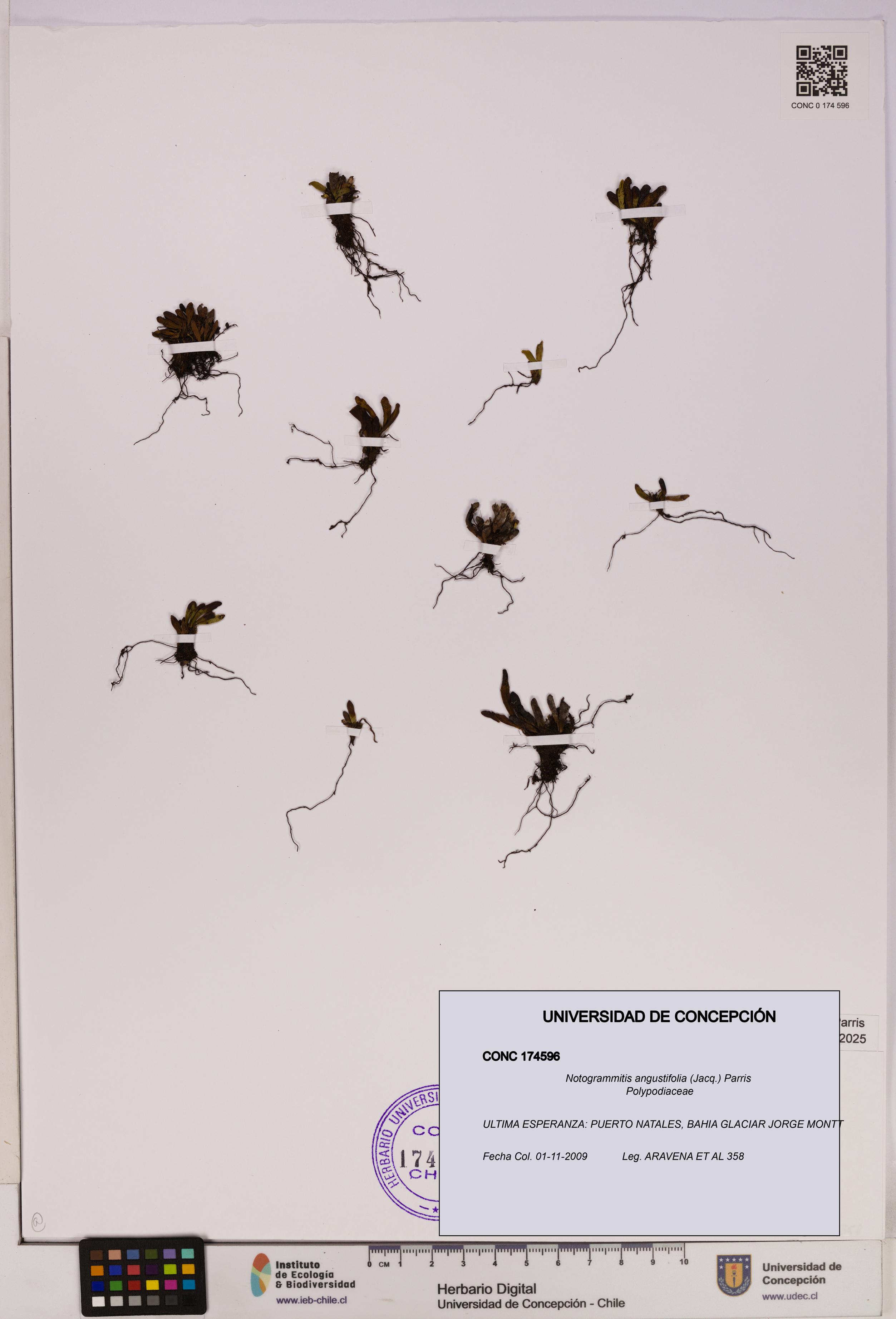Notogrammitis angustifolia [Espécimen: UDEC:CONC:0174596]