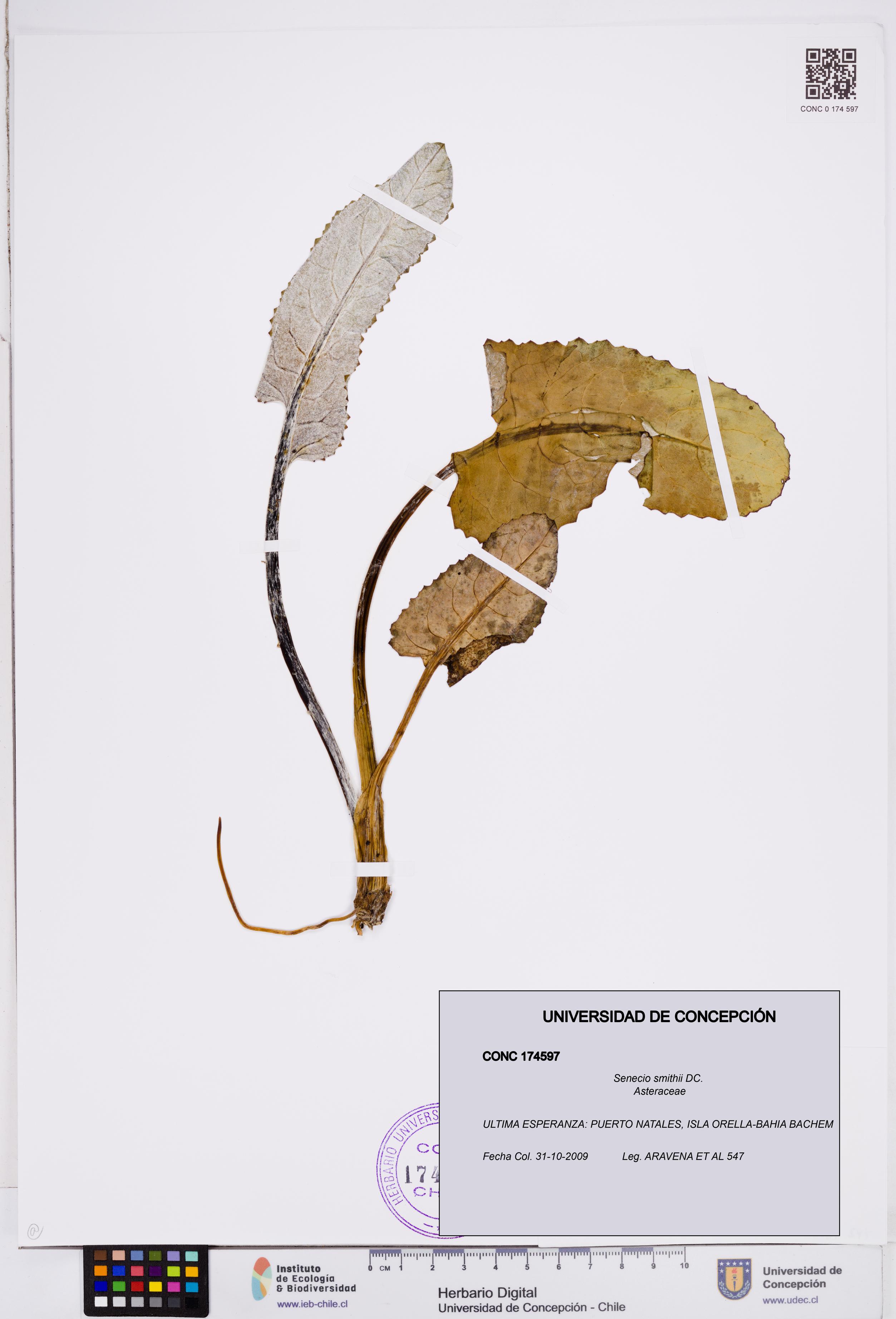 Senecio smithii [Espécimen: ]