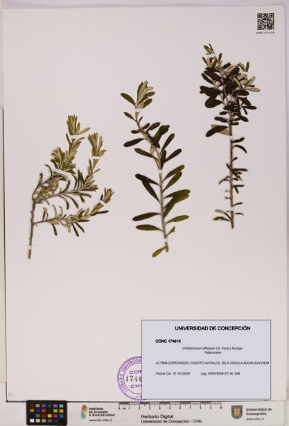 Chiliotrichum diffusum [Espécimen: UDEC:CONC:0174610]