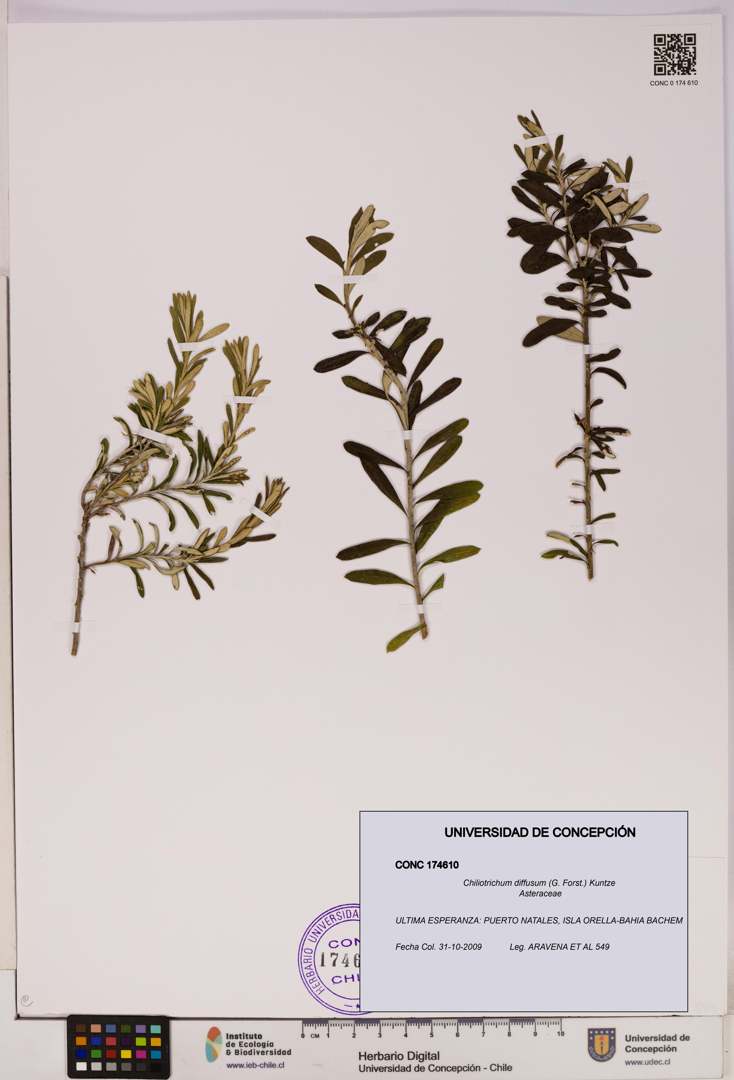 Chiliotrichum diffusum [Espécimen: UDEC:CONC:0174610]