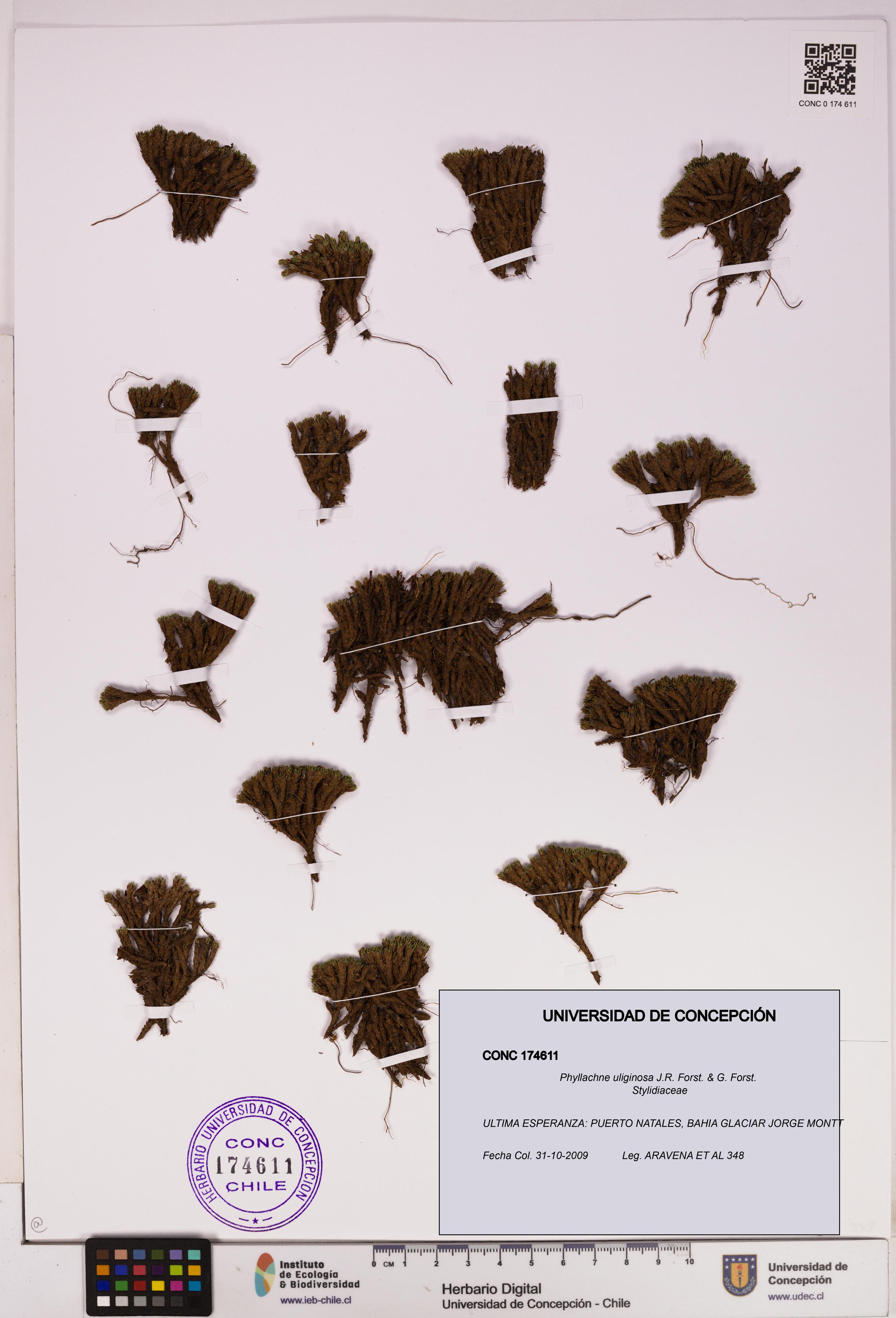 Phyllachne uliginosa [Espécimen: UDEC:CONC:0174611]