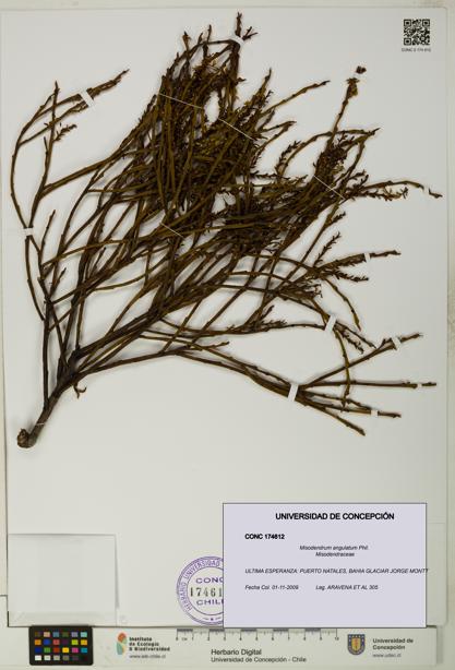 Misodendrum angulatum [Espécimen: UDEC:CONC:0174612]