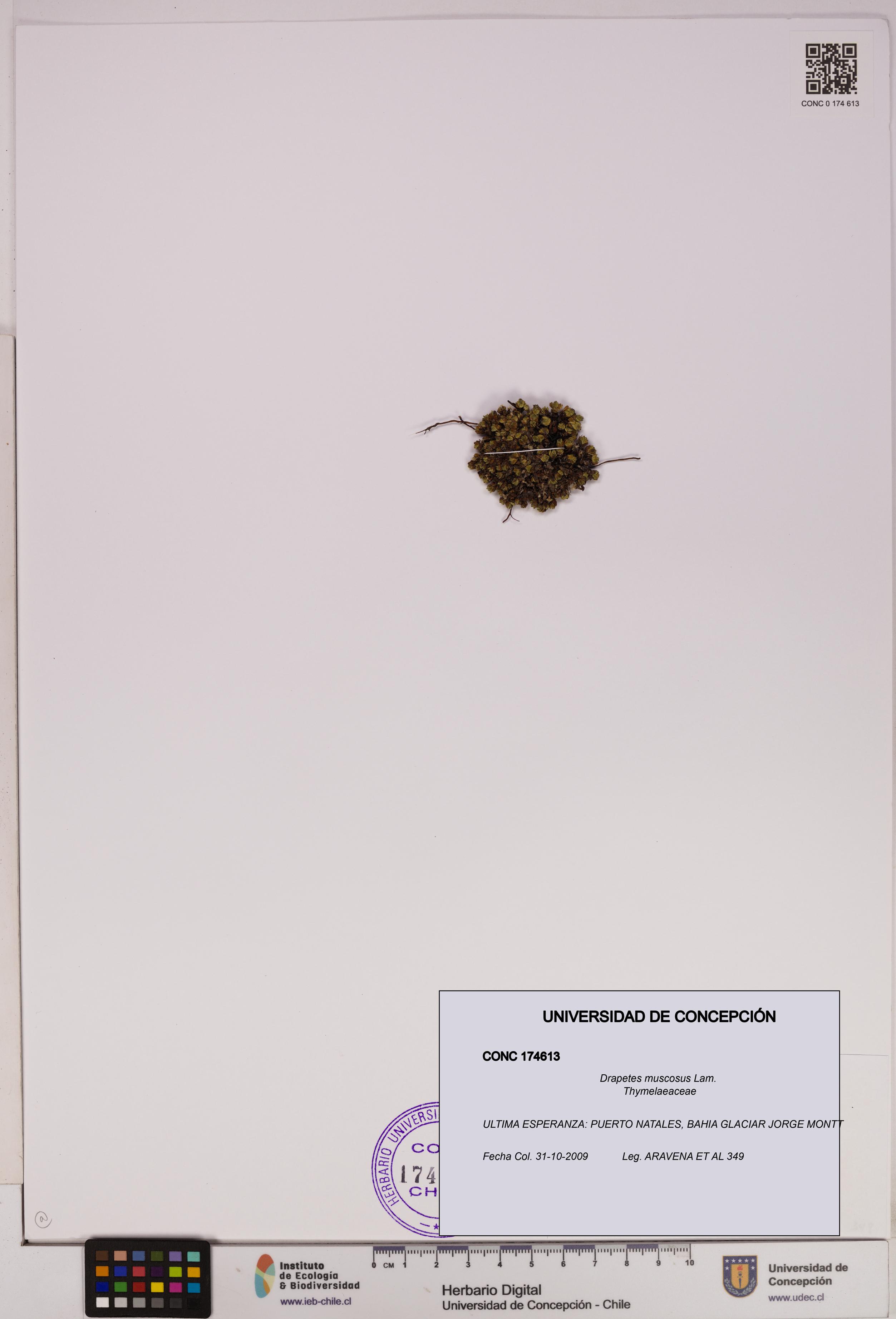 Drapetes muscosus [Espécimen: UDEC:CONC:0174613]