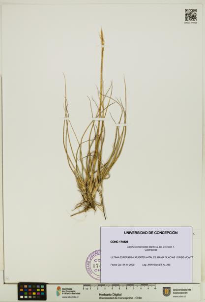 Carpha schoenoides [Espécimen: UDEC:CONC:0174626]