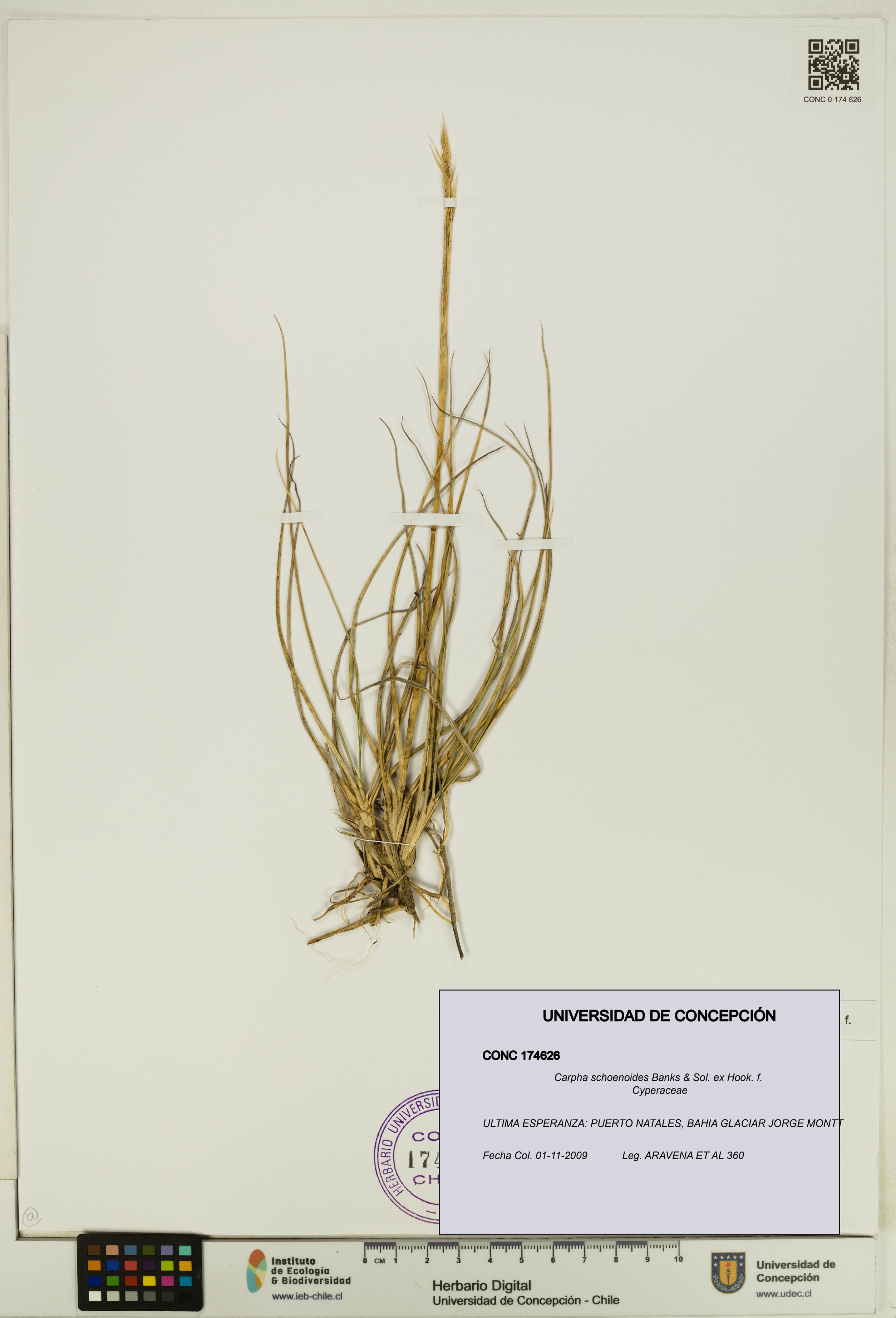 Carpha schoenoides [Espécimen: UDEC:CONC:0174626]