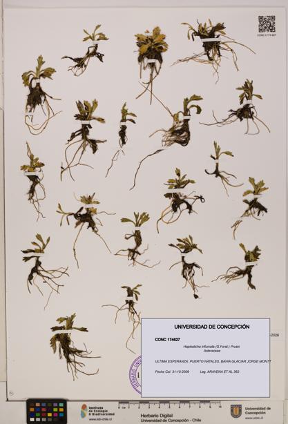 Haplosticha trifurcata [Espécimen: UDEC:CONC:0174627]