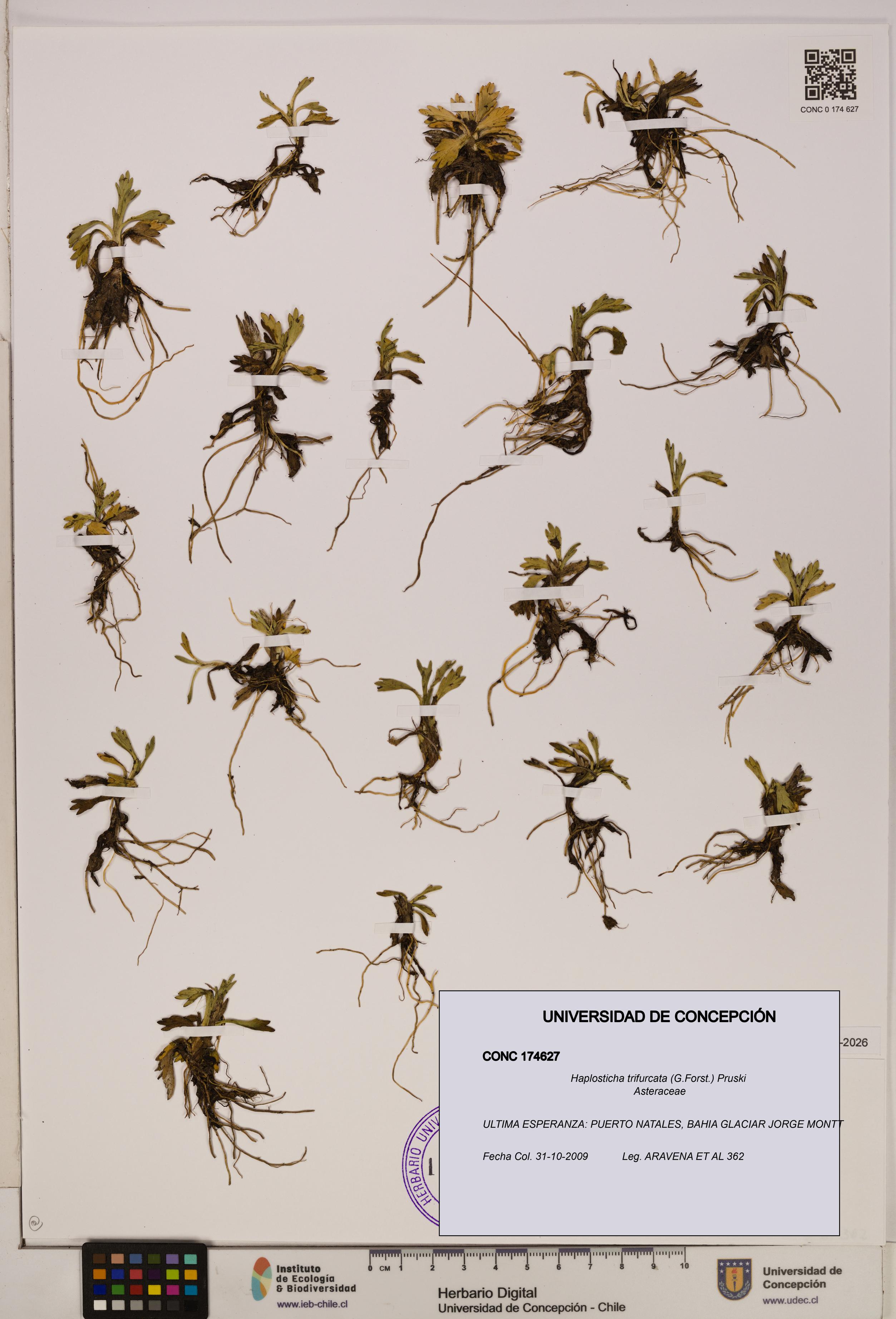 Haplosticha trifurcata [Espécimen: UDEC:CONC:0174627]