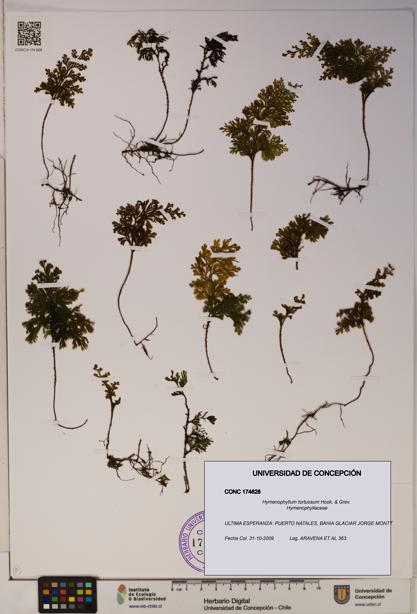 Hymenophyllum tortuosum [Espécimen: ]