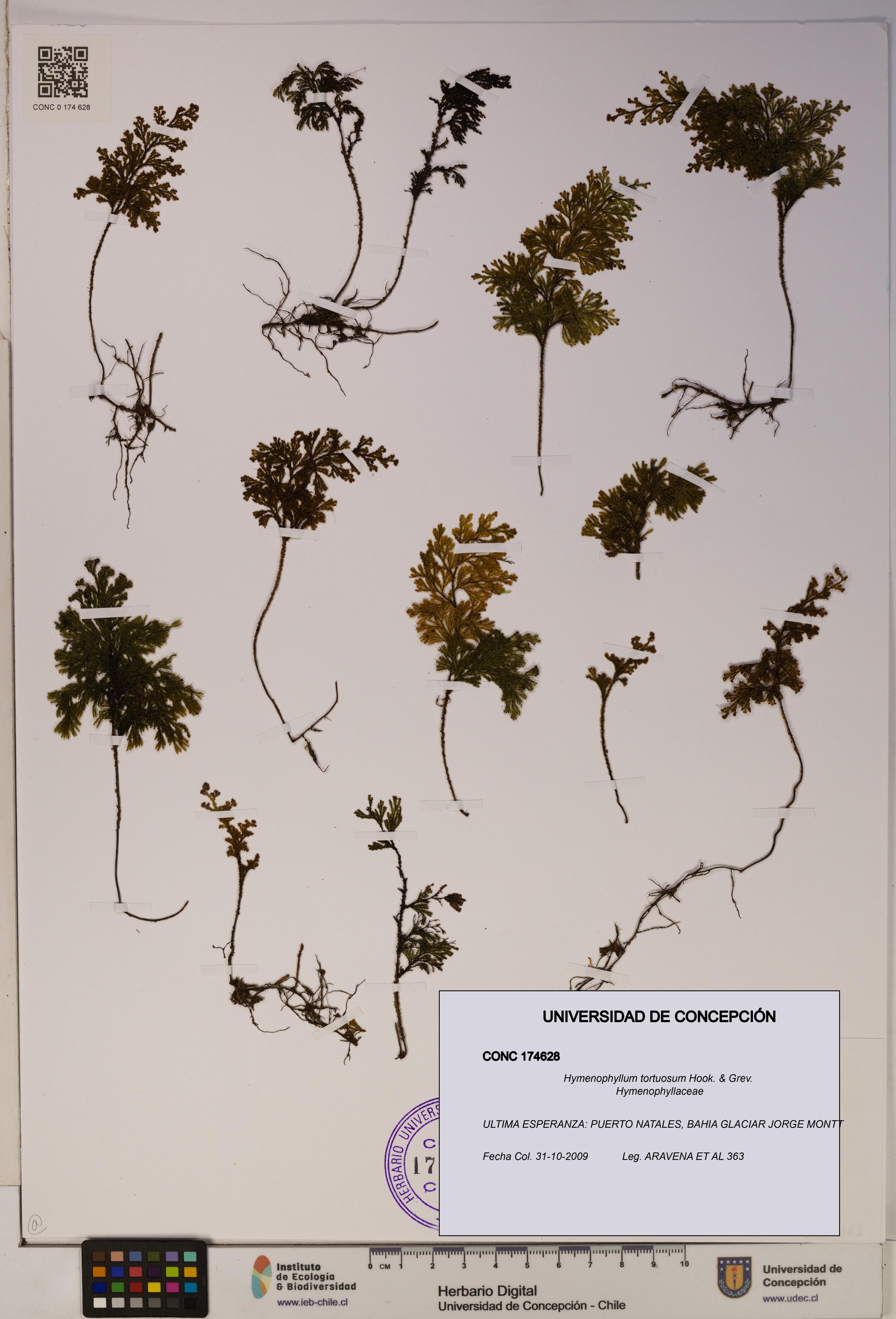 Hymenophyllum tortuosum [Espécimen: ]