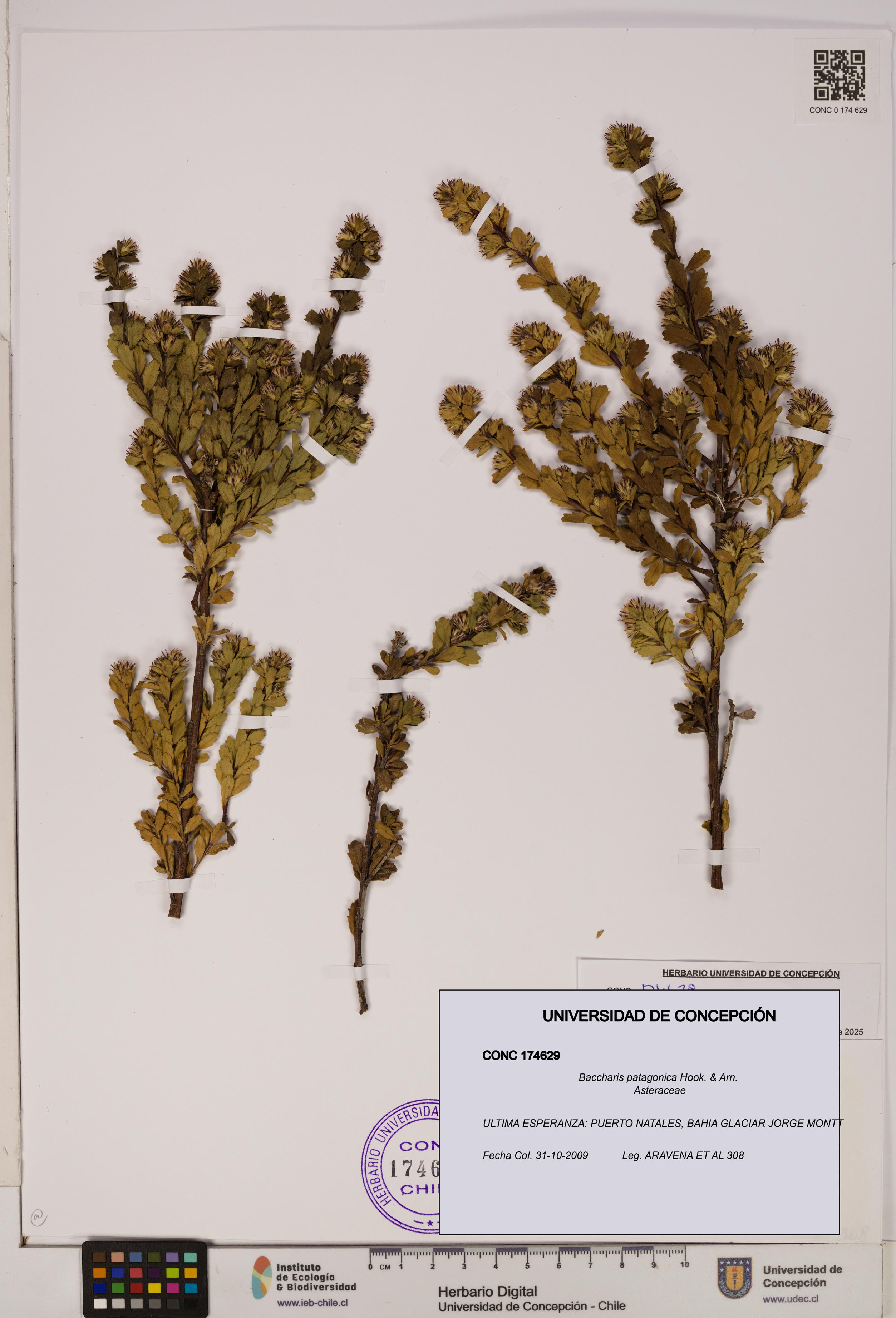 Baccharis patagonica [Espécimen: UDEC:CONC:0174629]
