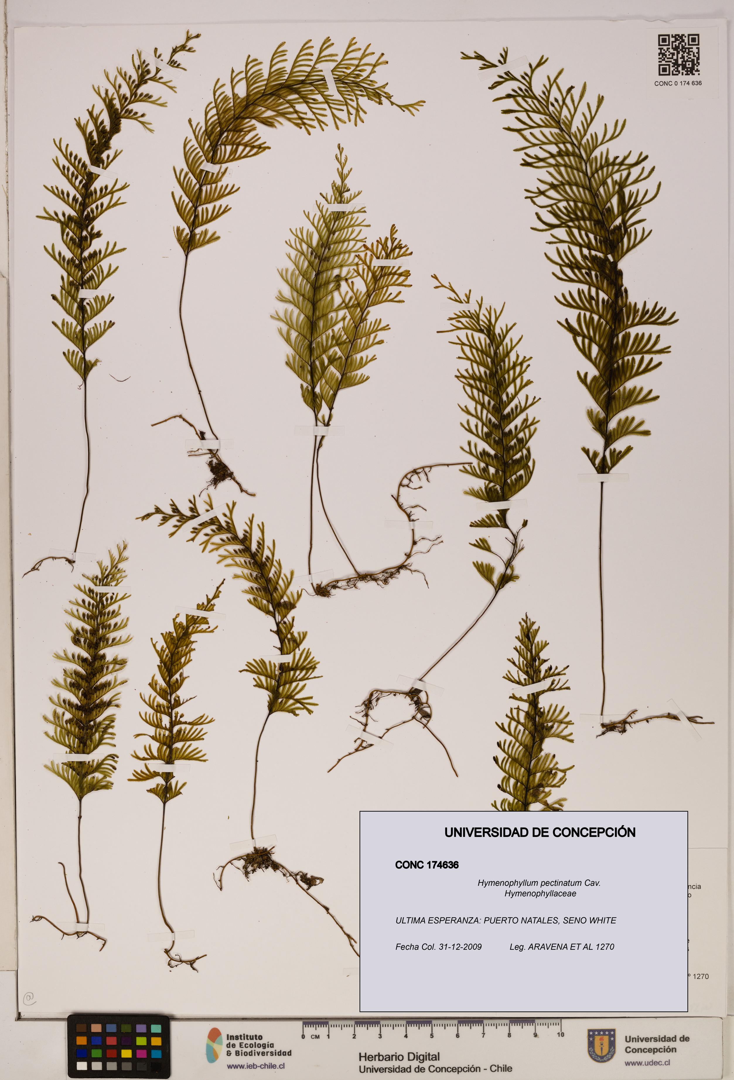 Hymenophyllum pectinatum [Espécimen: ]