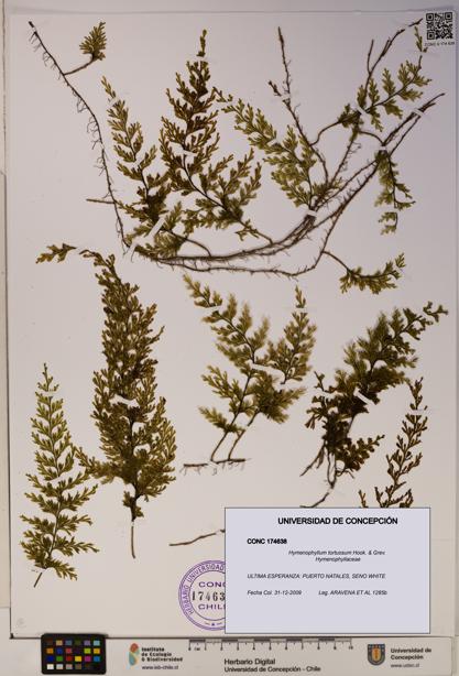 Hymenophyllum tortuosum [Espécimen: ]