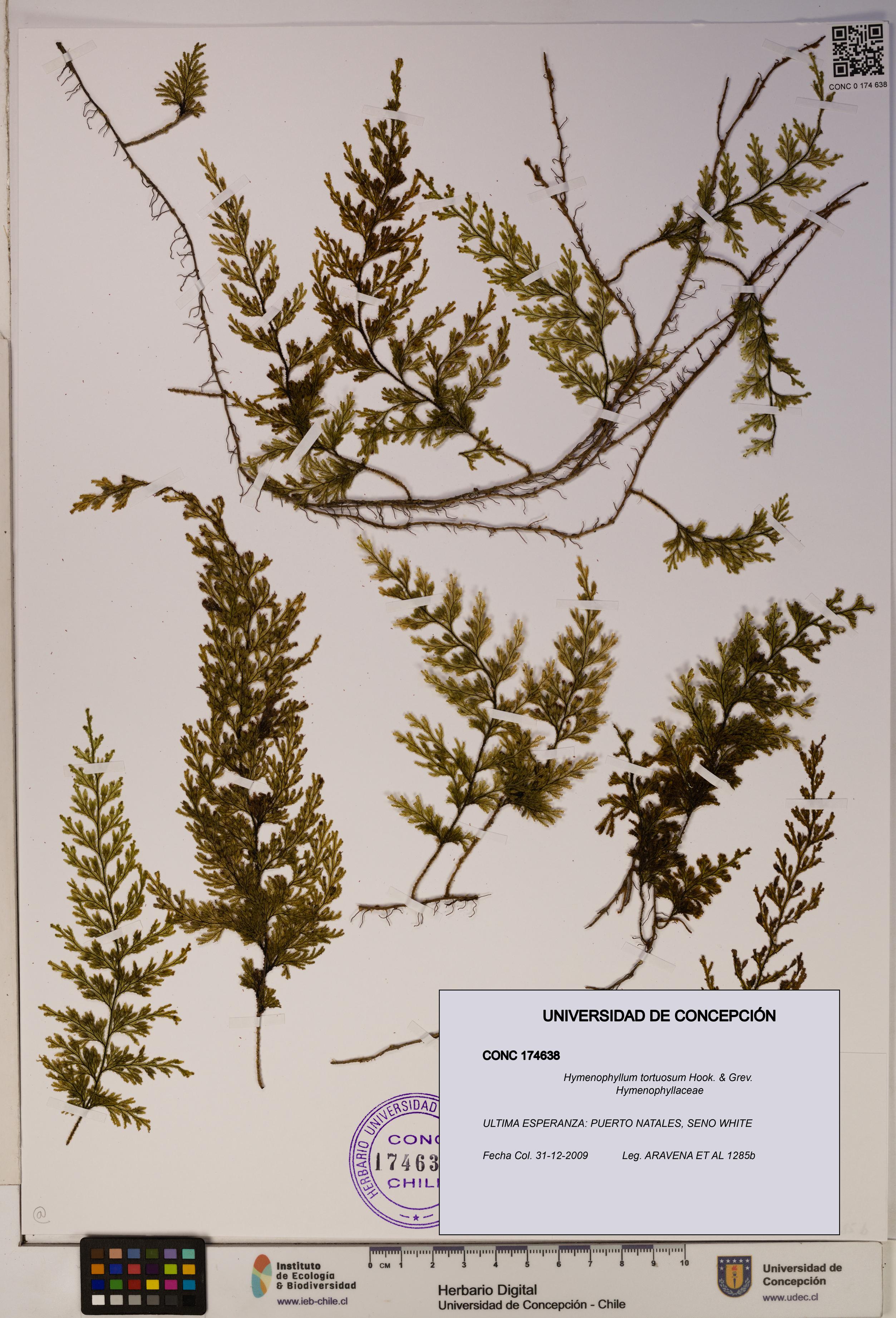 Hymenophyllum tortuosum [Espécimen: ]