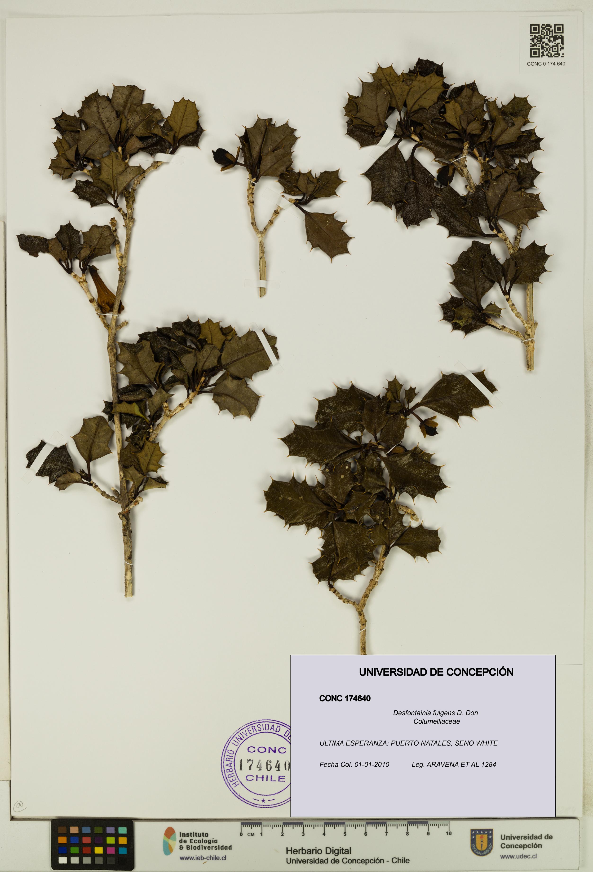 Desfontainia fulgens [Espécimen: UDEC:CONC:0174640]