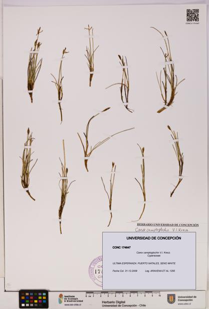 Carex camptoglochin [Espécimen: UDEC:CONC:0174647]