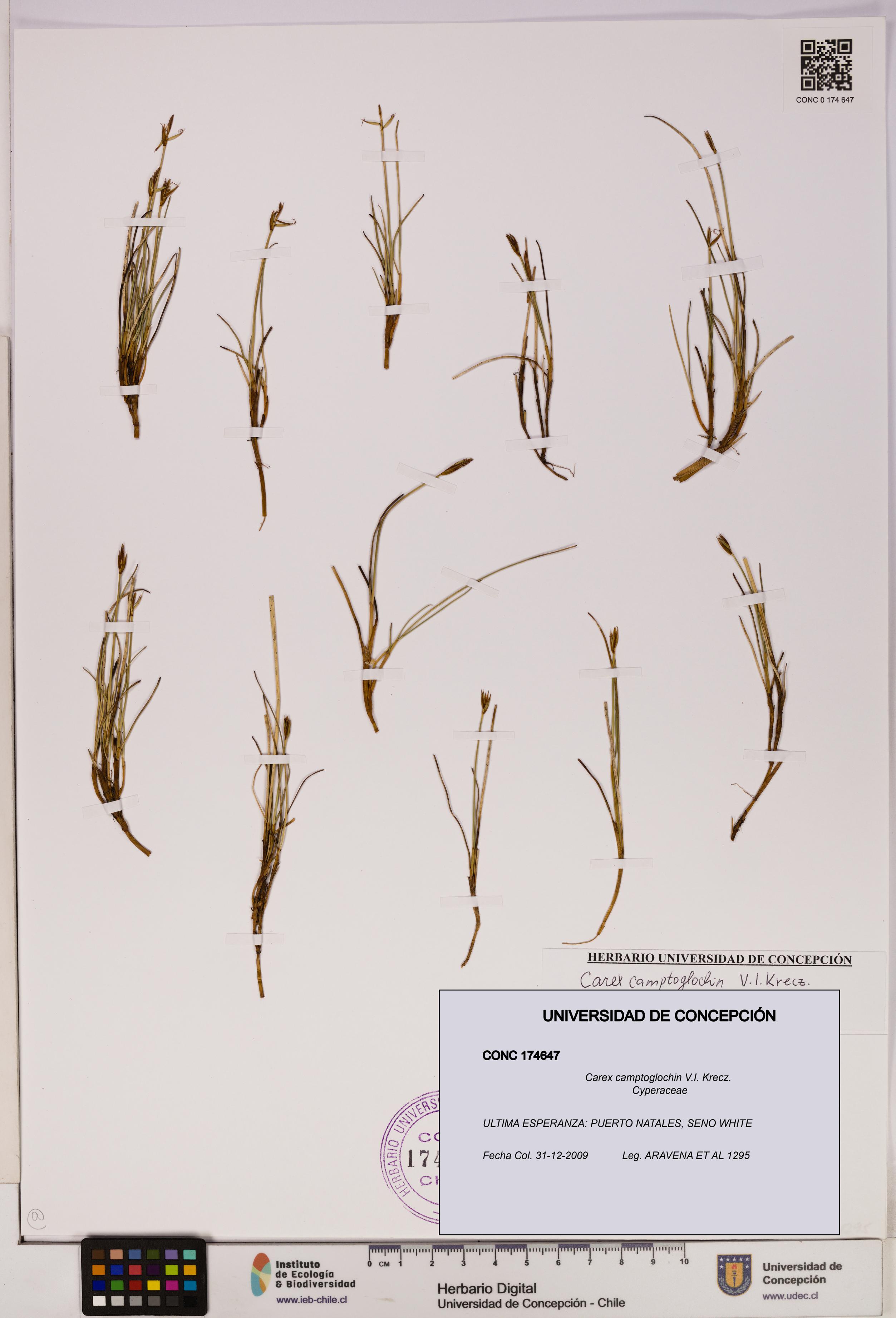 Carex camptoglochin [Espécimen: UDEC:CONC:0174647]