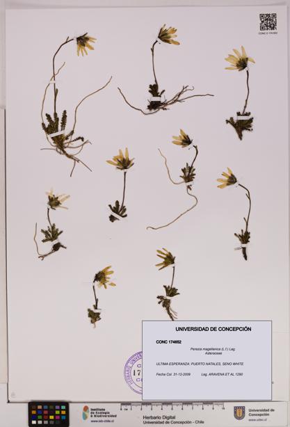 Perezia magellanica [Espécimen: UDEC:CONC:0174652]