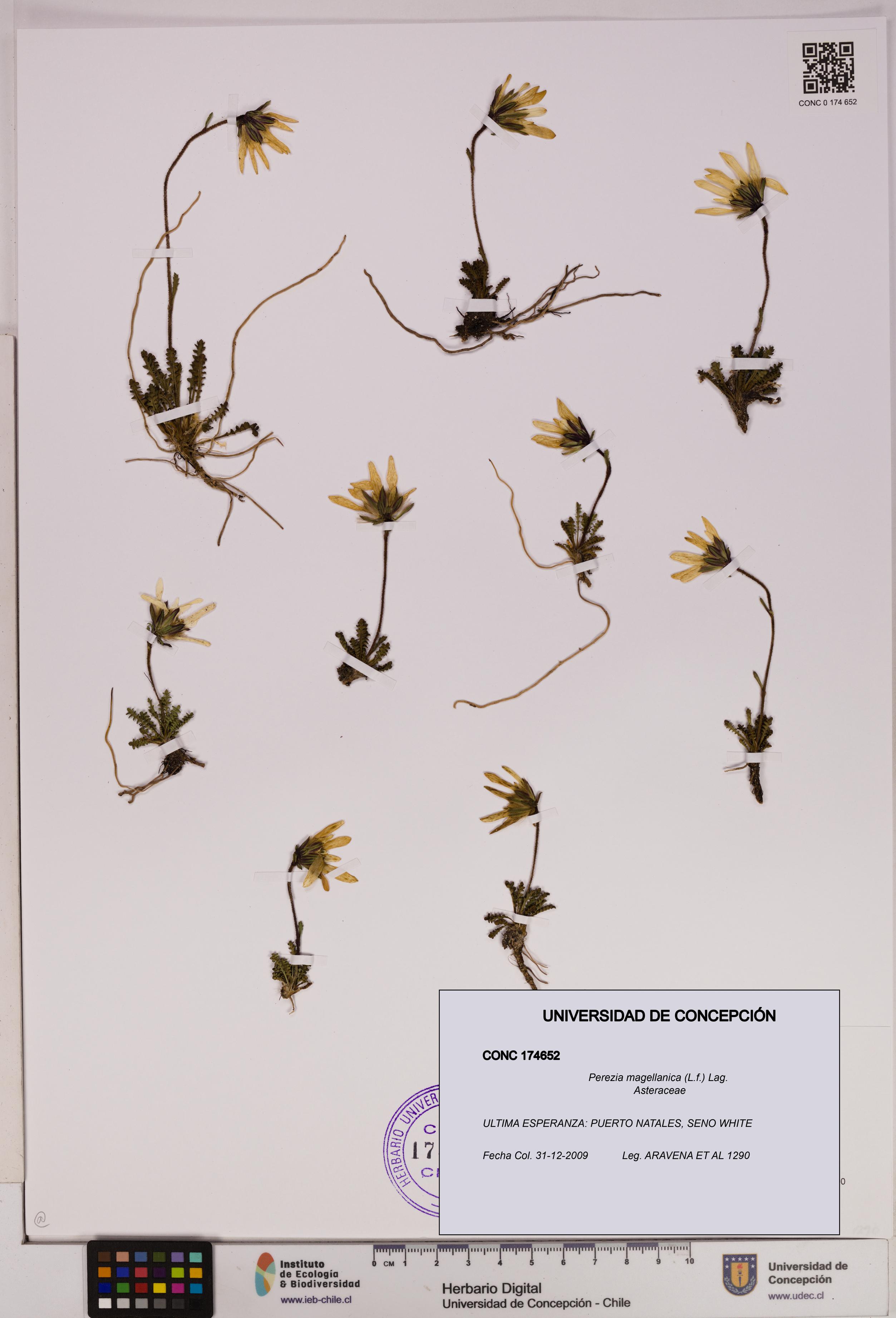 Perezia magellanica [Espécimen: UDEC:CONC:0174652]