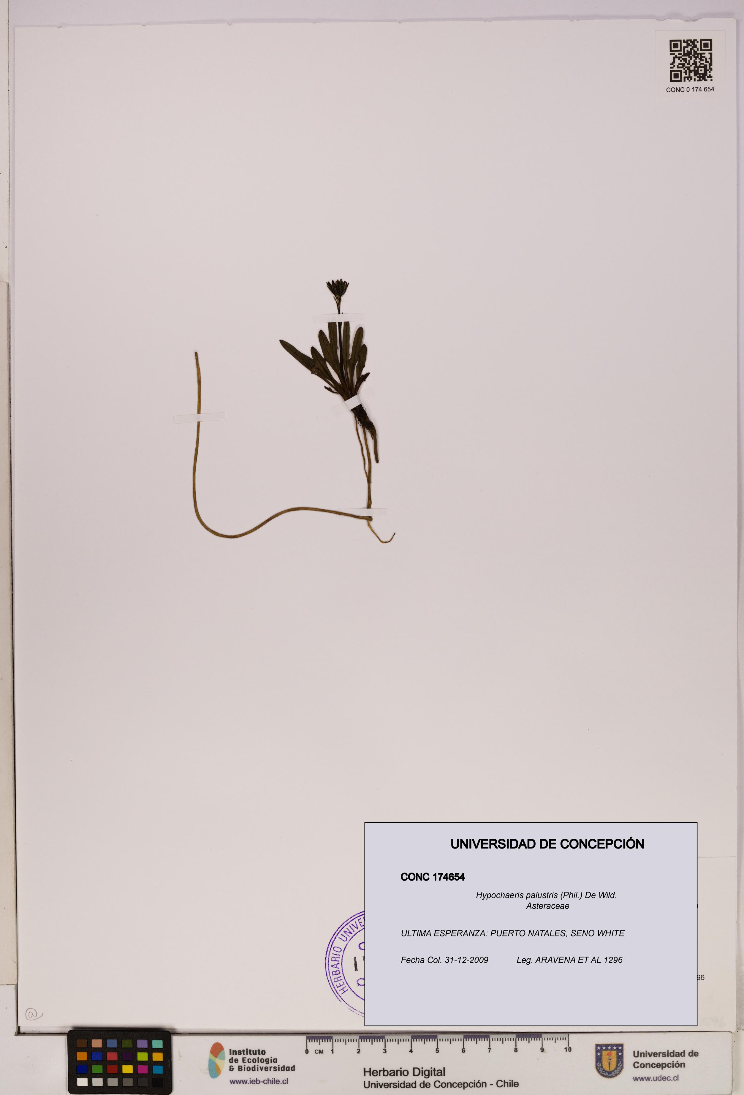 Hypochaeris palustris [Espécimen: UDEC:CONC:0174654]